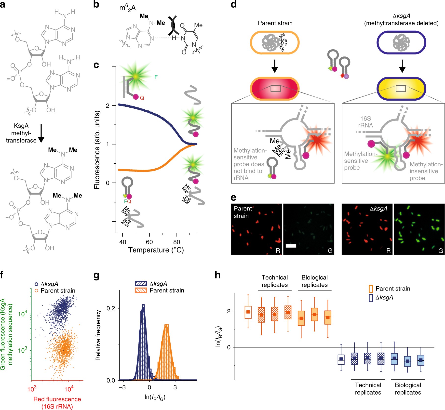 Detecting RNA base methylations in single cells by in situ hybridization