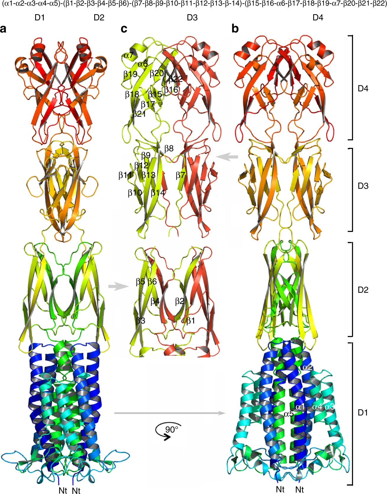 Type IX secretion system PorM and gliding machinery GldM form arches  spanning the periplasmic space | Nature Communications