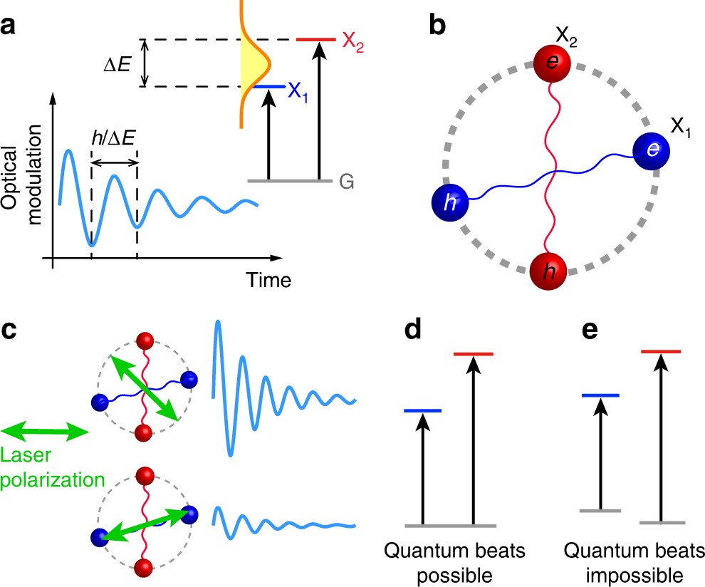Ultrafast quantum beats of anisotropic excitons in atomically thin ReS2 |  Nature Communications