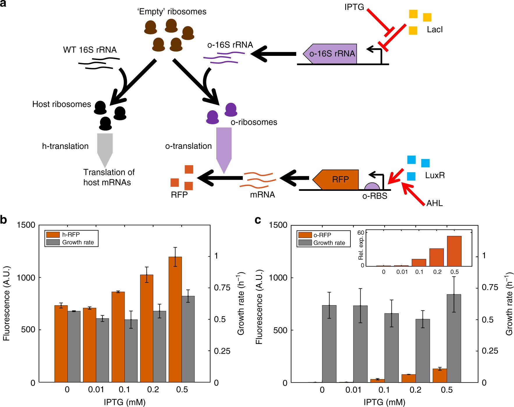 Dynamic allocation of orthogonal ribosomes facilitates uncoupling