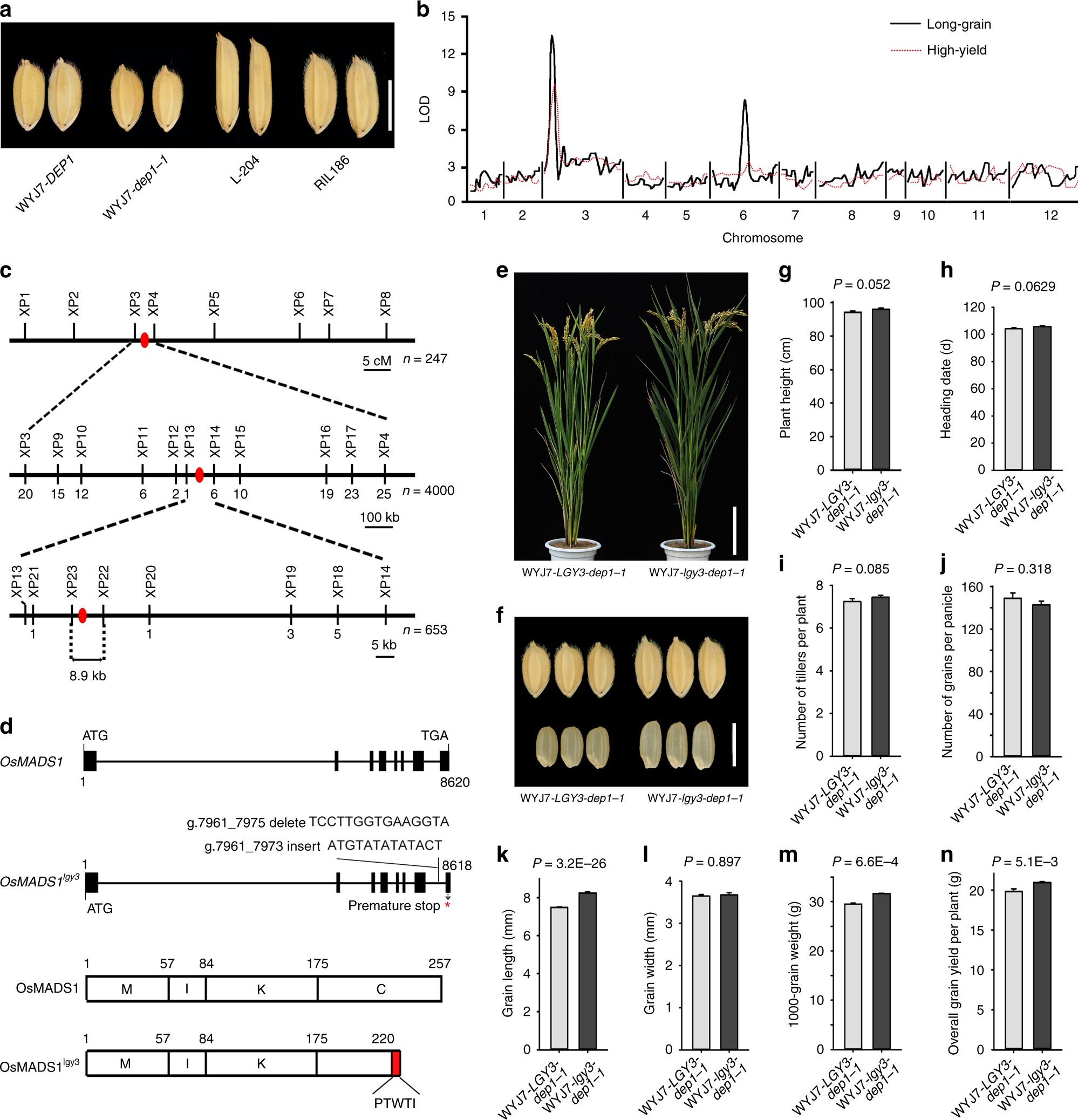 G Protein βγ Subunits Determine Grain Size Through - 