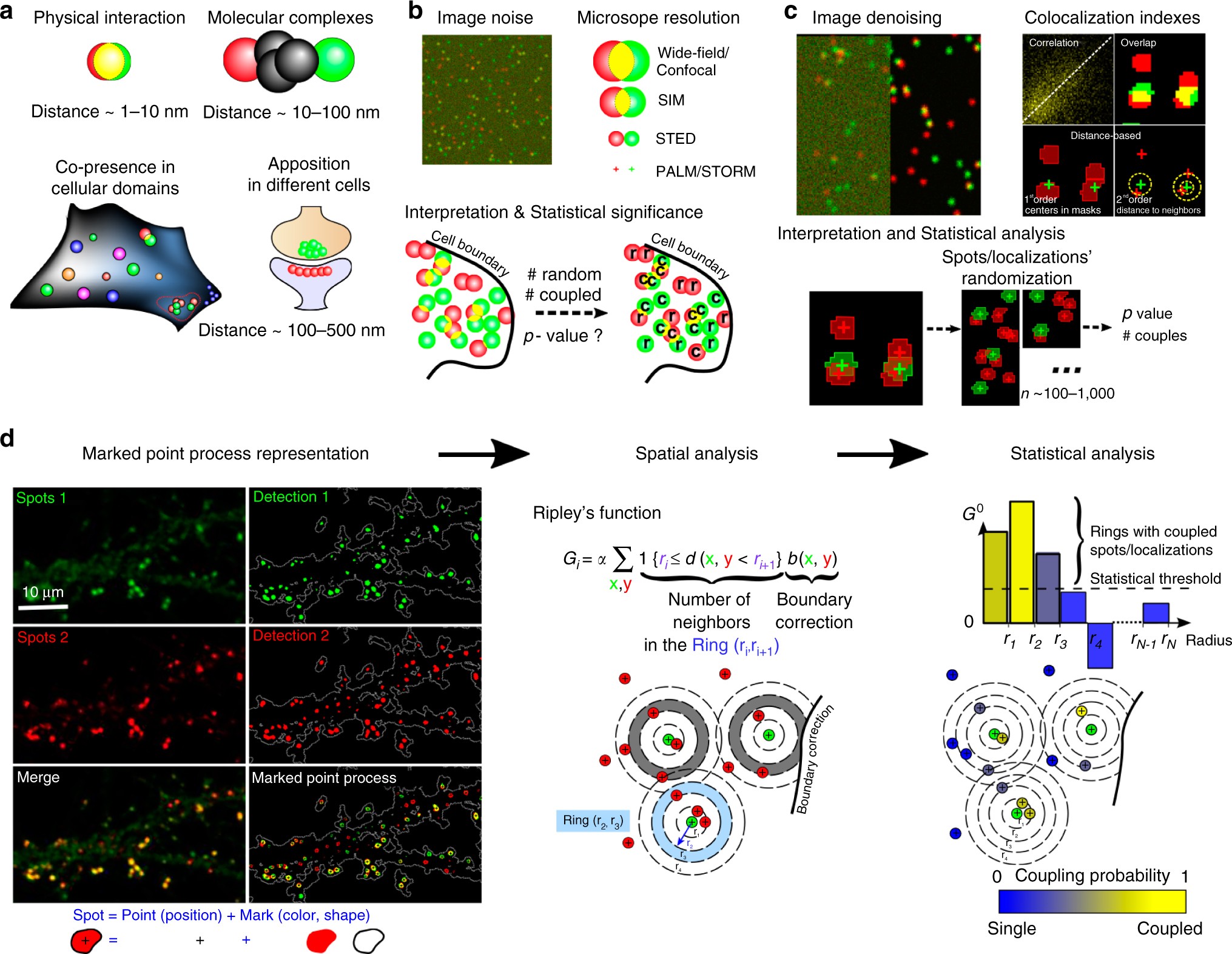 Mapping molecular assemblies with fluorescence microscopy and object-based  spatial statistics | Nature Communications