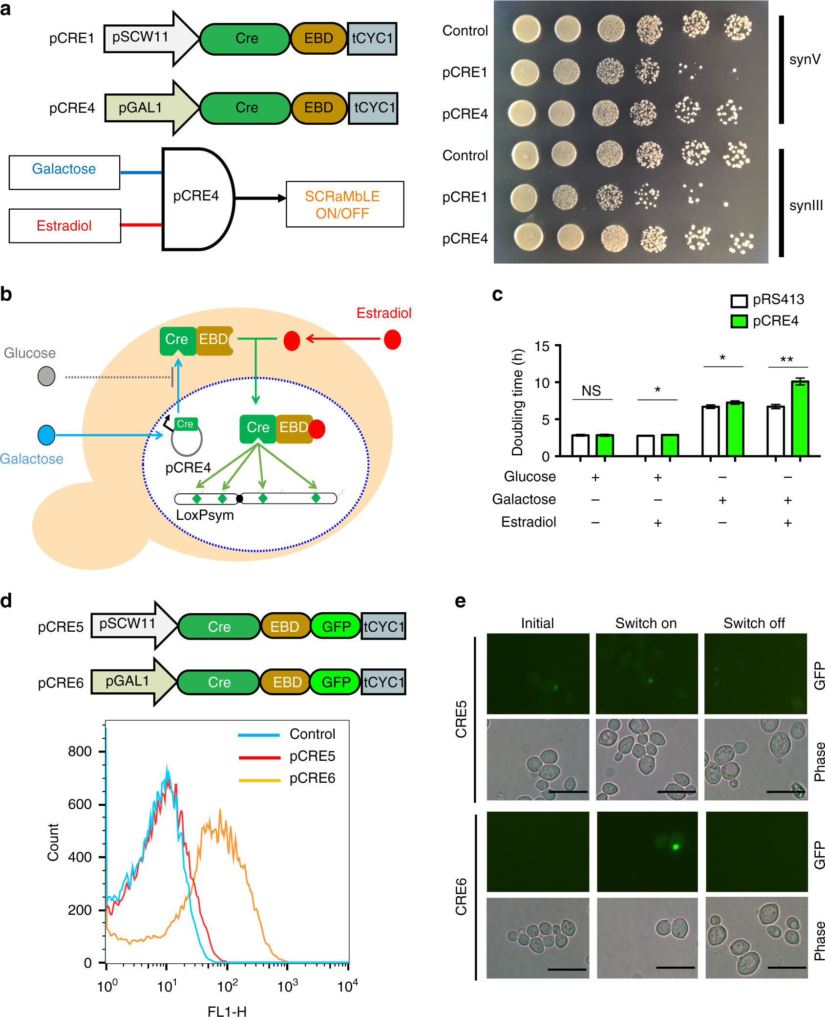 Precise control of SCRaMbLE in synthetic haploid and diploid yeast | Nature  Communications