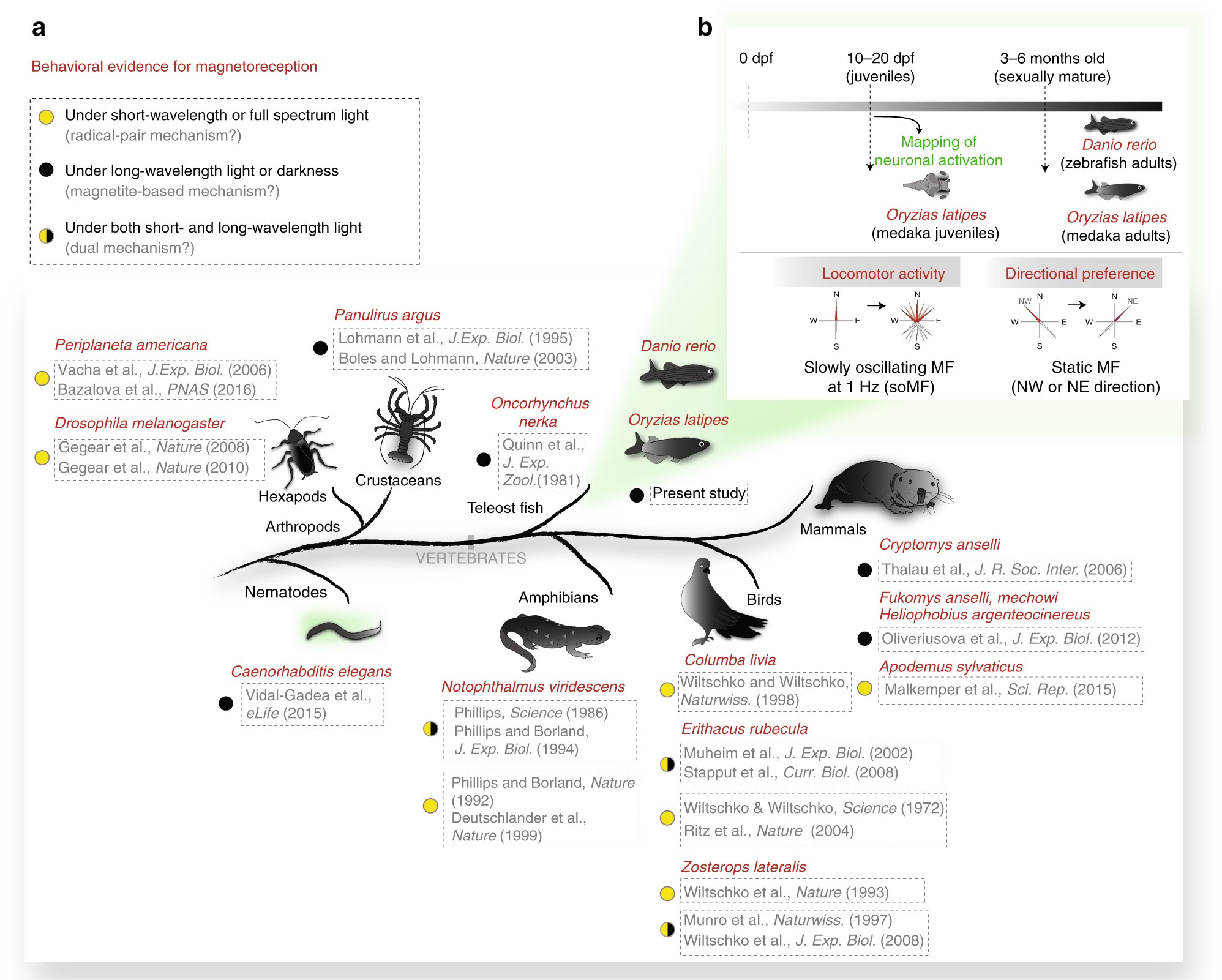 Zebrafish And Medaka Offer Insights Into The Neurobehavi Zebrafish And Medaka Offer Insights