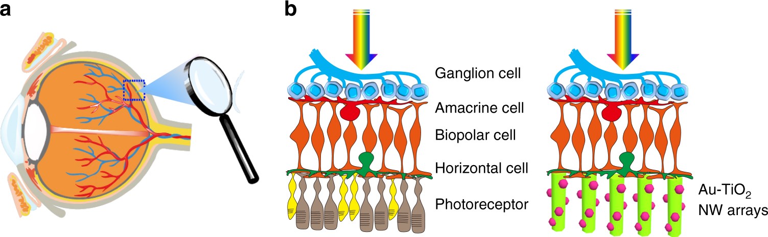 Shedding Light On Developmental Blind >> Nanowire Arrays Restore Vision In Blind Mice Nature Communications Shedding Light On Developmental Blind >> Nanowire Arrays Restore Vision In Blind Mice Nature Communications