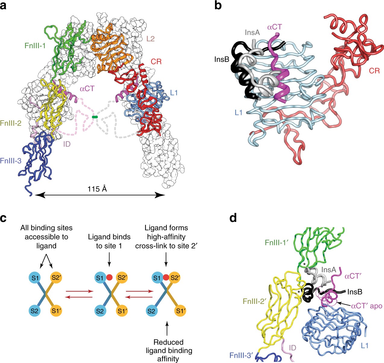 How Ligand Binds To The Type 1 Insulin Like Growth Factor Receptor Nature Communications