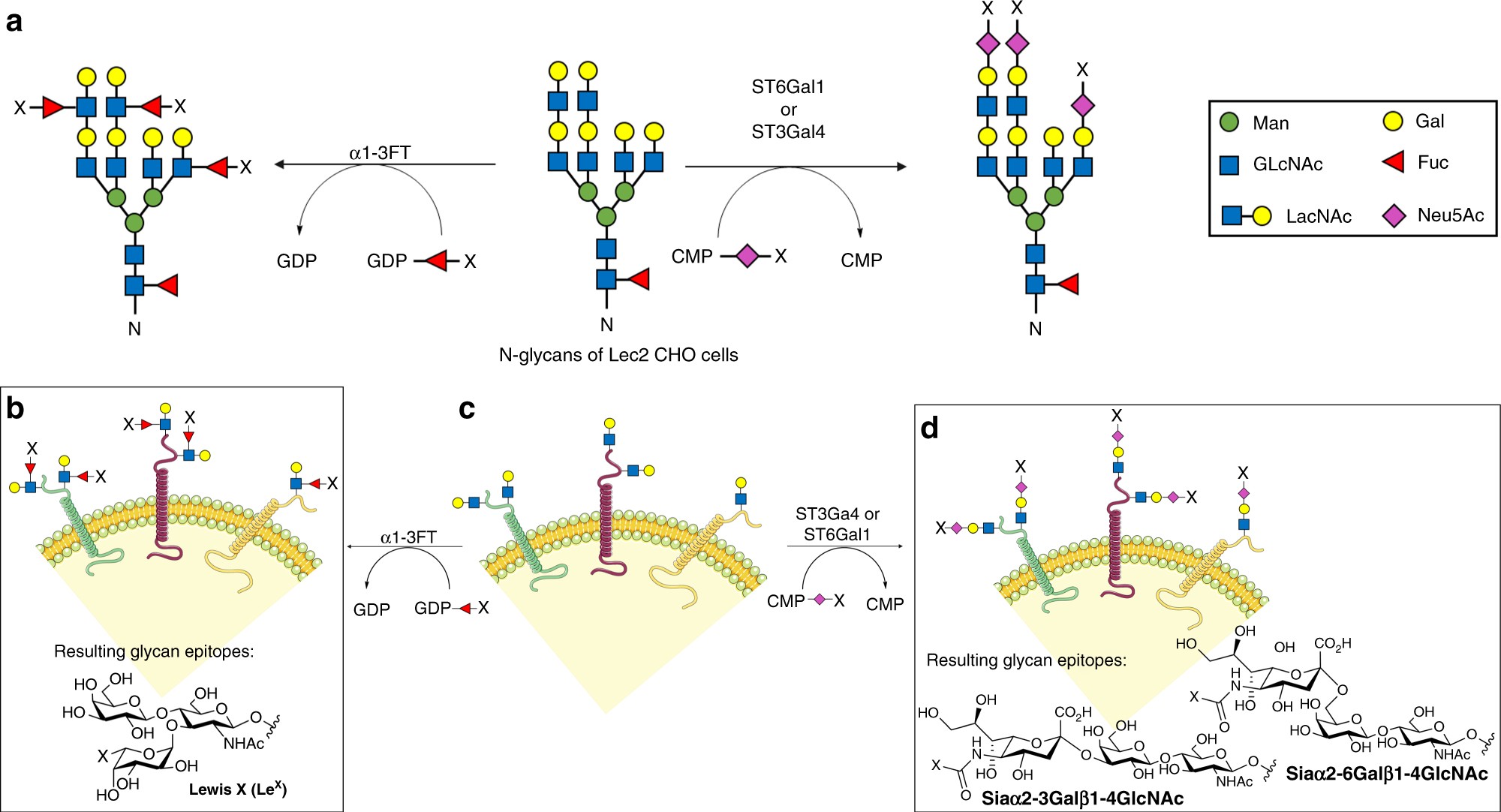 Cell-based glycan arrays for probing glycan–glycan binding protein  interactions | Nature Communications