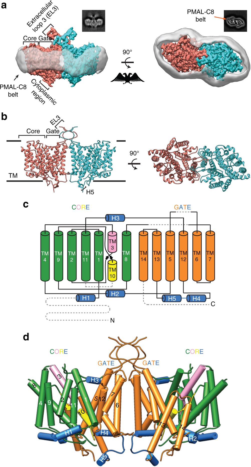 CryoEM structure of the human SLC4A4 sodium-coupled acid-base transporter  NBCe1 | Nature Communications