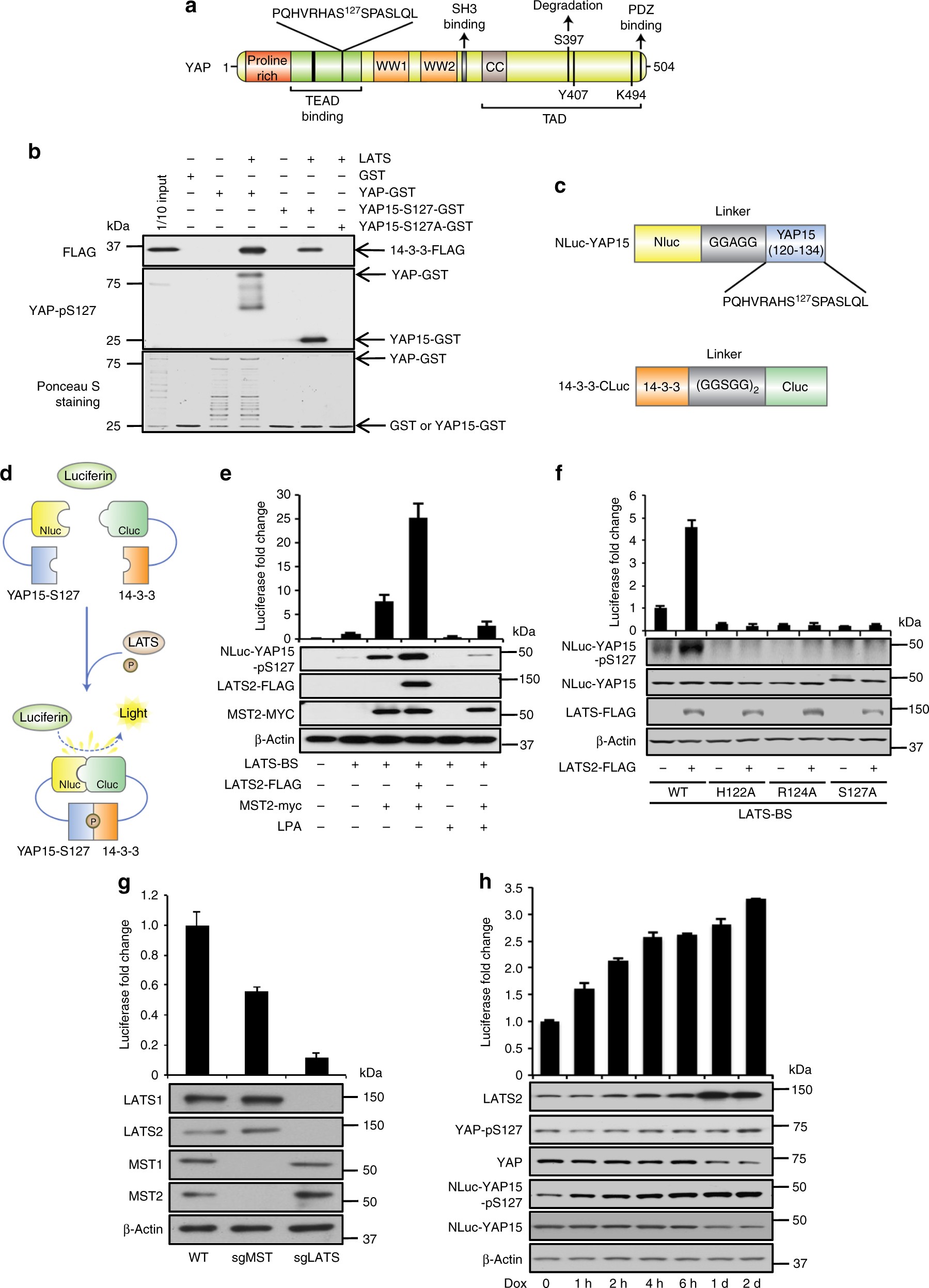 A Lats Biosensor Screen Identifies Vegfr As A Regulator Of The Hippo - 