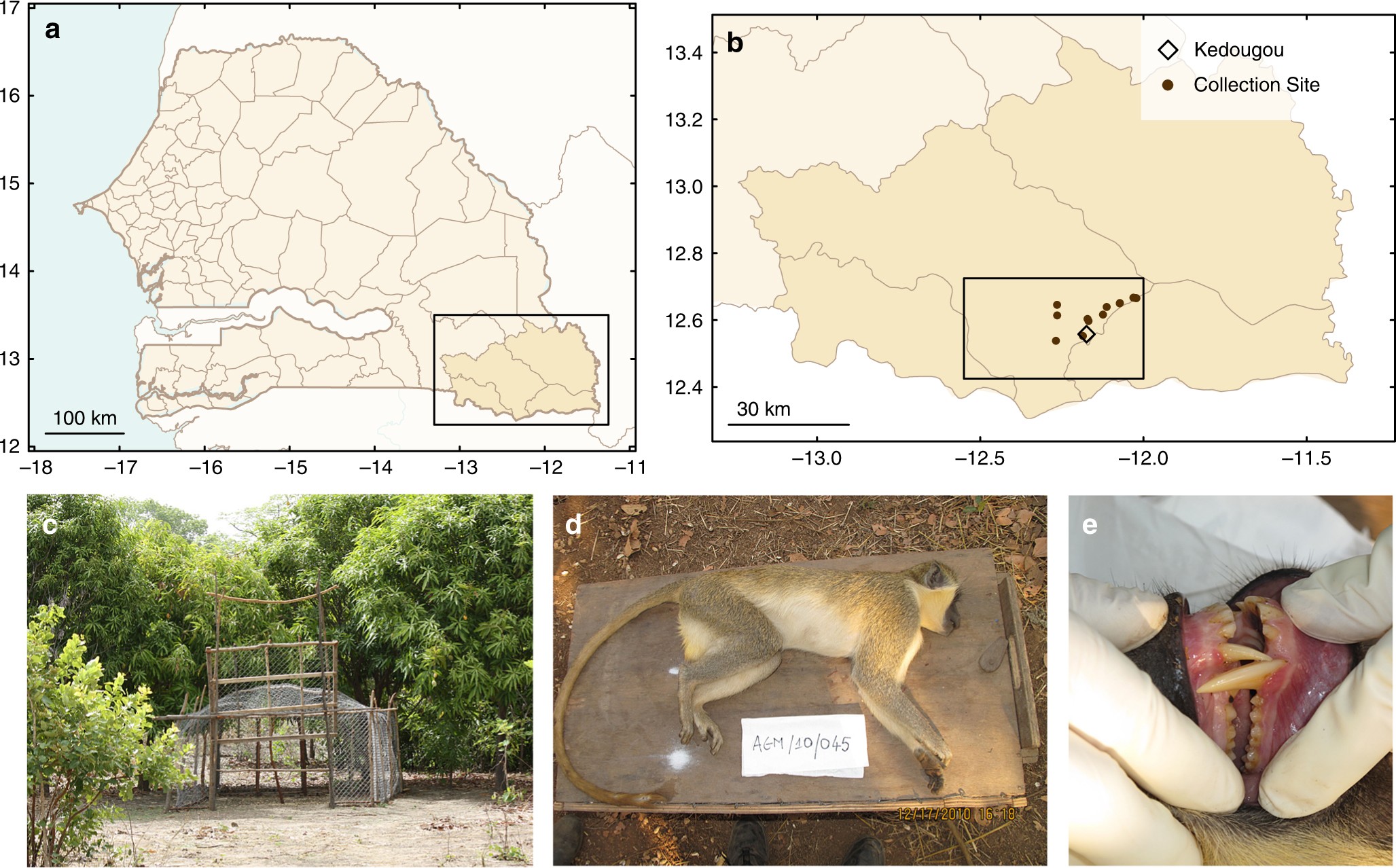 Southern patas monkeys face extinction in a decade without intervention