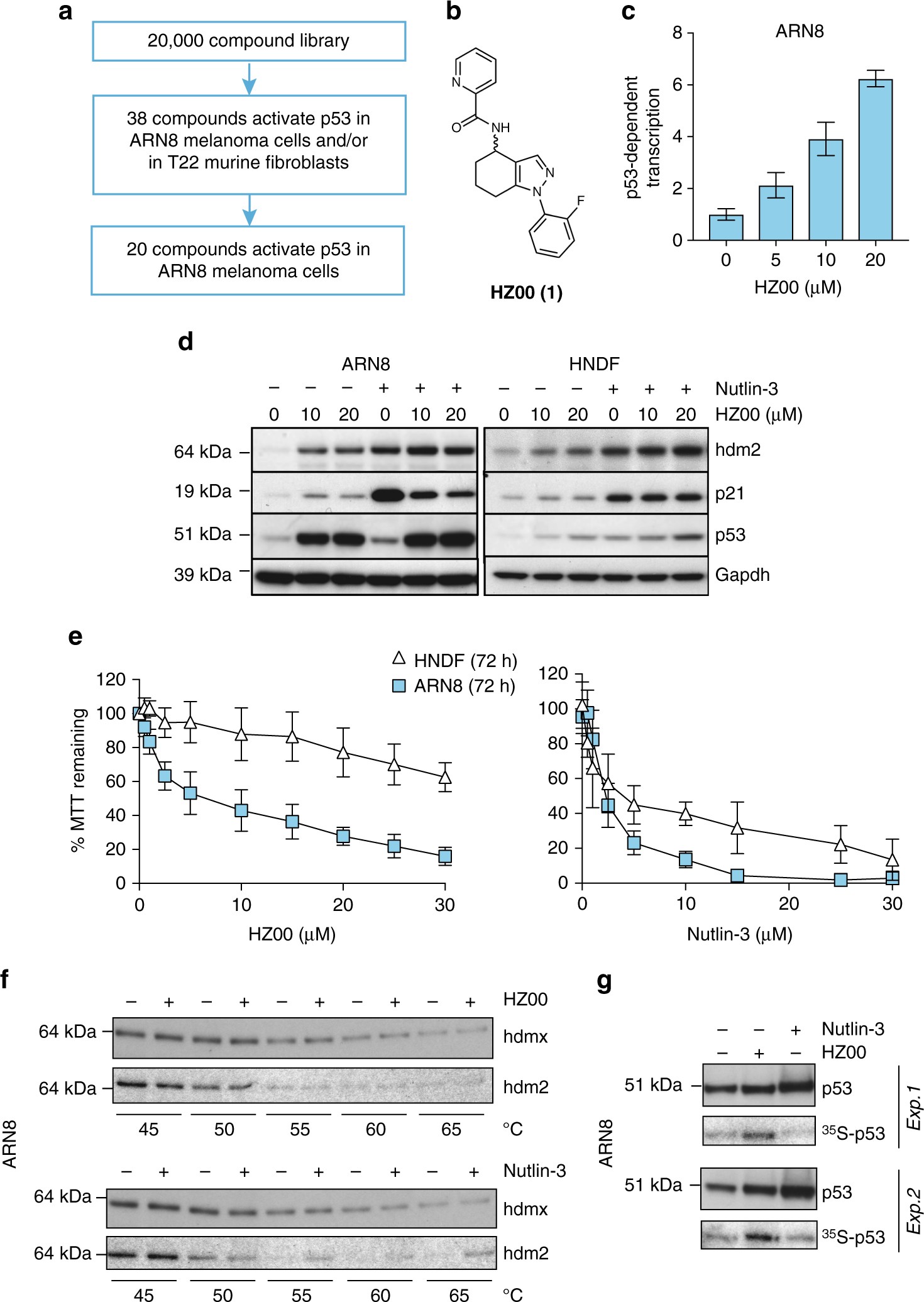 A DHODH inhibitor increases p53 synthesis and enhances tumor cell killing  by p53 degradation blockage | Nature Communications