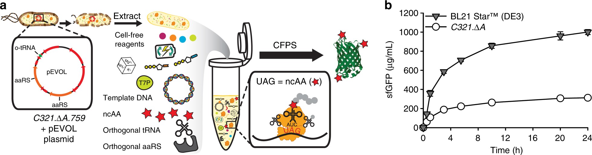 Cell free protein synthesis from genomically recoded bacteria enables multisite incorporation of noncanonical amino acids