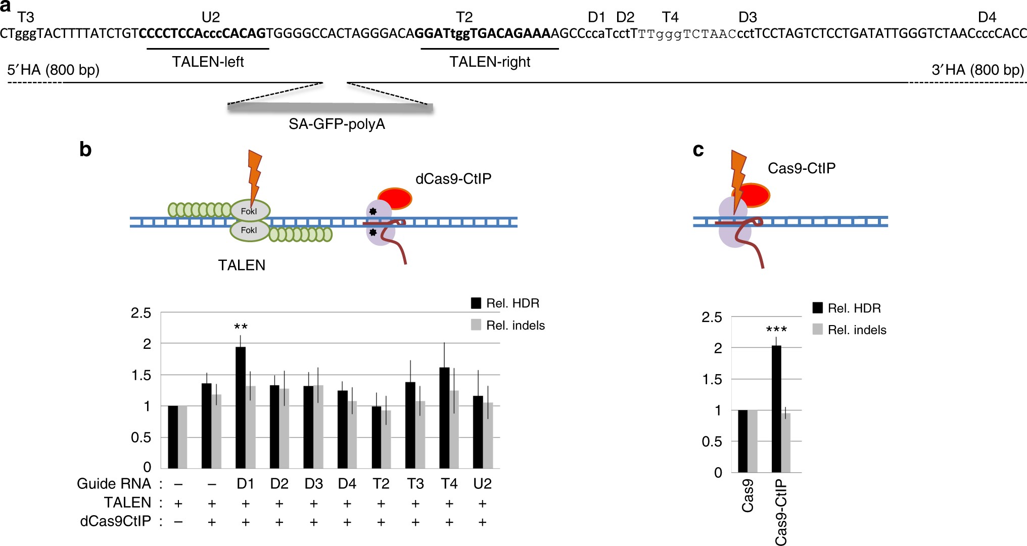 CtIP fusion to Cas9 enhances transgene integration by homology-dependent  repair | Nature Communications