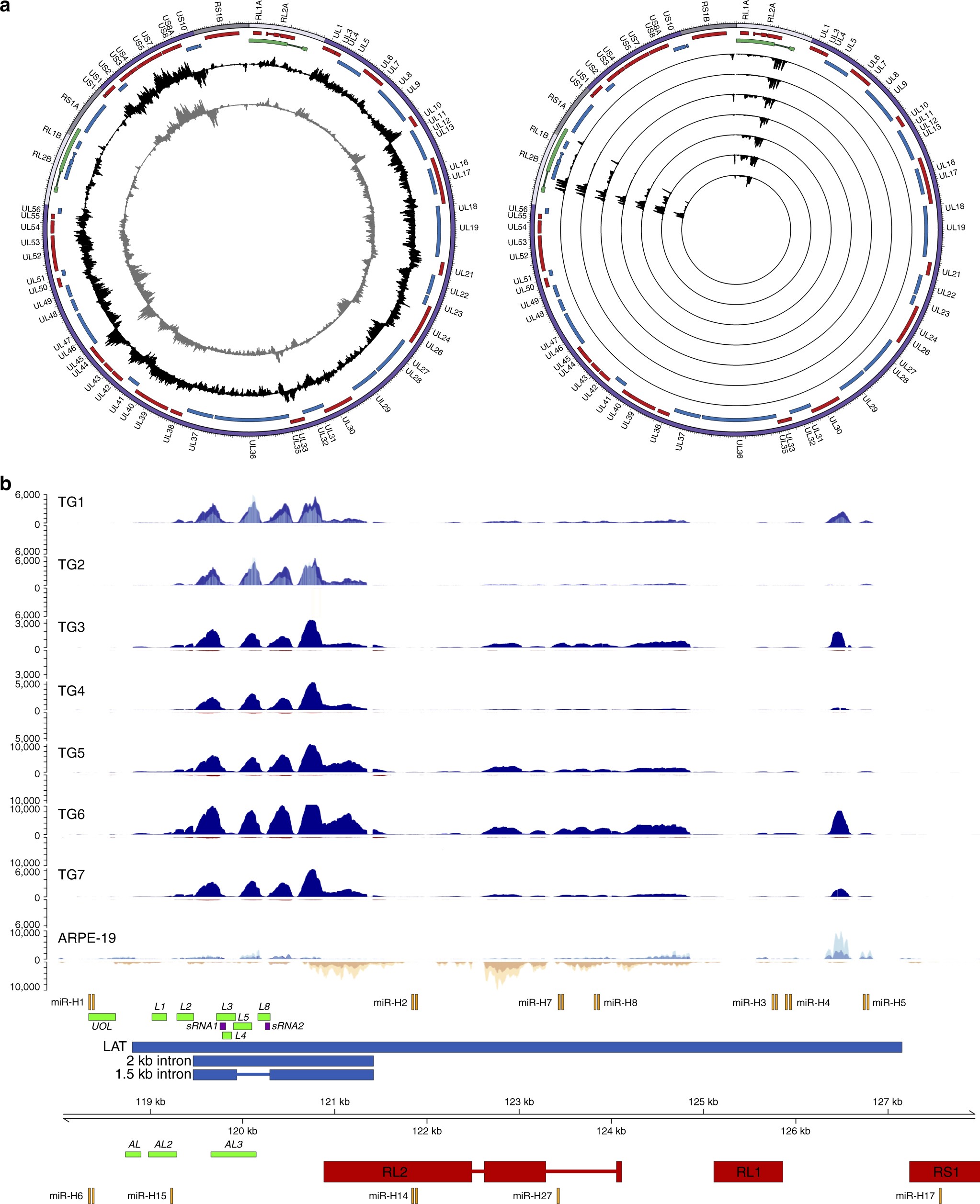A spliced latency-associated VZV transcript maps antisense to the viral  transactivator gene 61 | Nature Communications