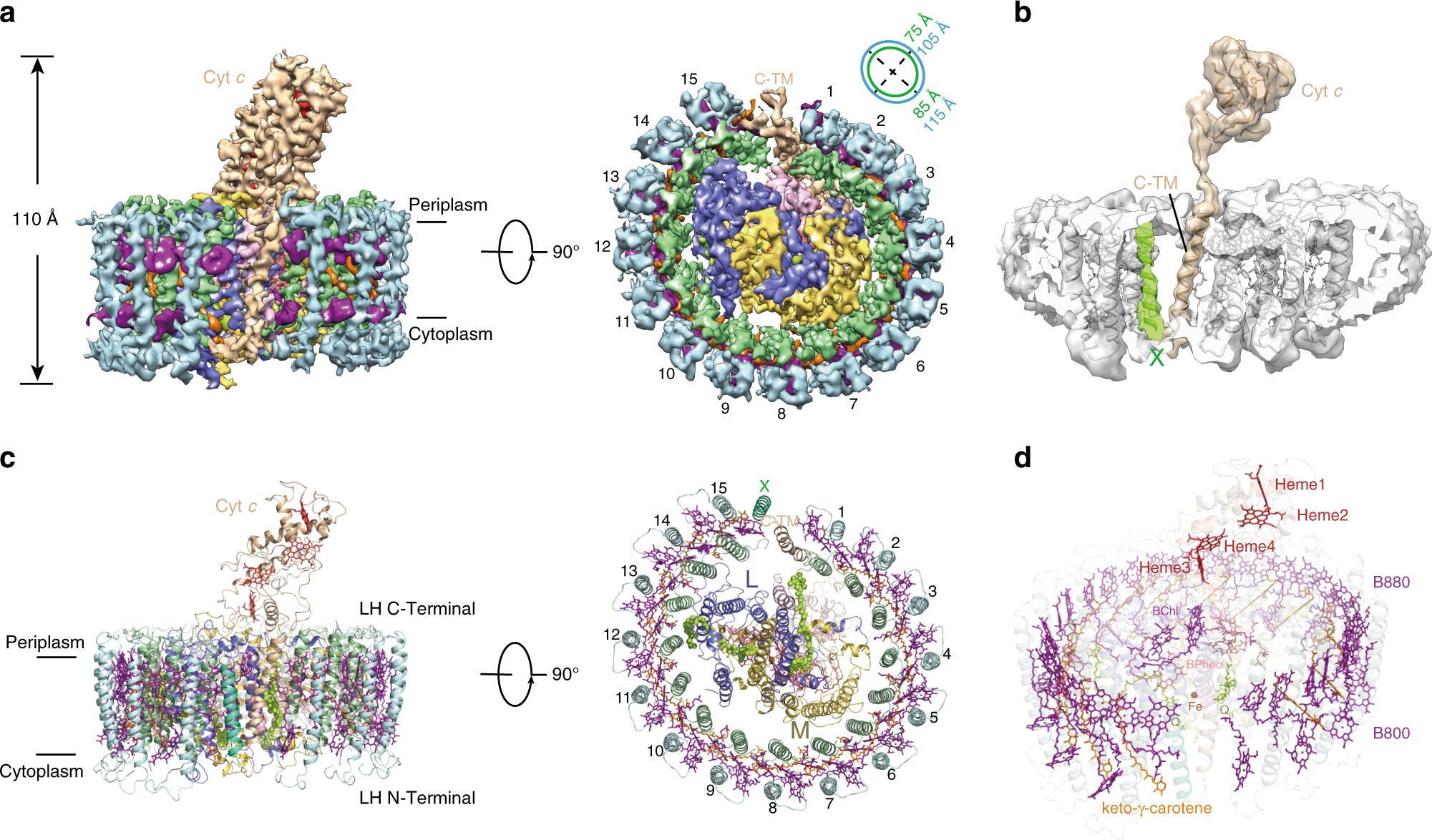 Cryo Em Structure Of The Rc Lh Core Complex From An Early Branching Photosynthetic Prokaryote Nature Communications