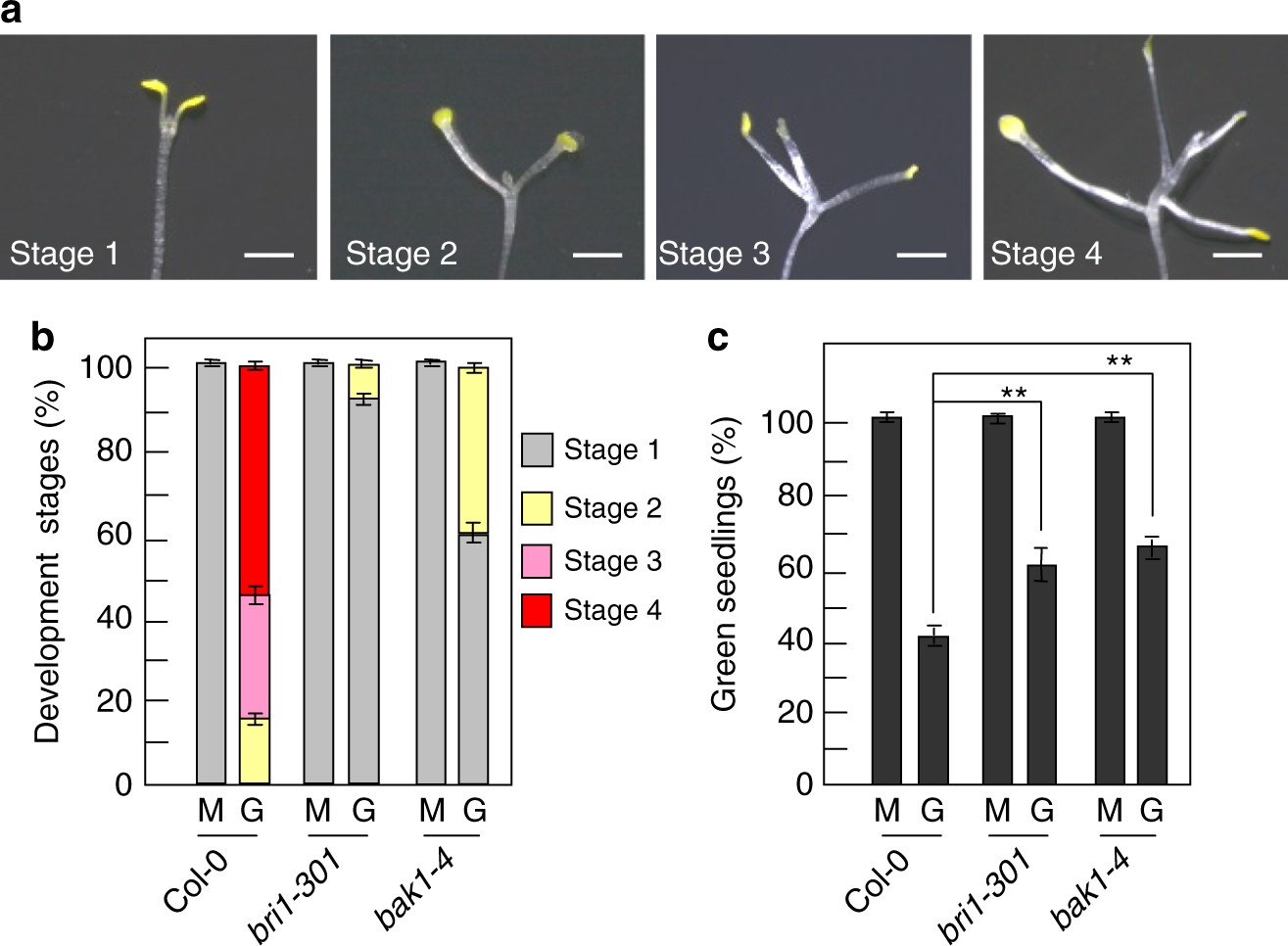 Bri1 And Bak1 Interact With G Proteins And Regulate Sugar Responsive Growth And Development In Arabidopsis Nature Communications