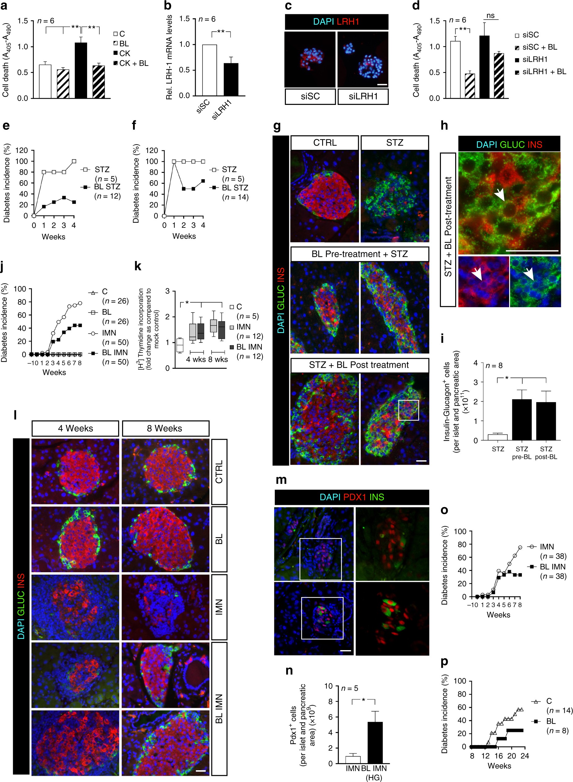 Lrh 1 Agonism Favours An Immune Islet Dialogue Which