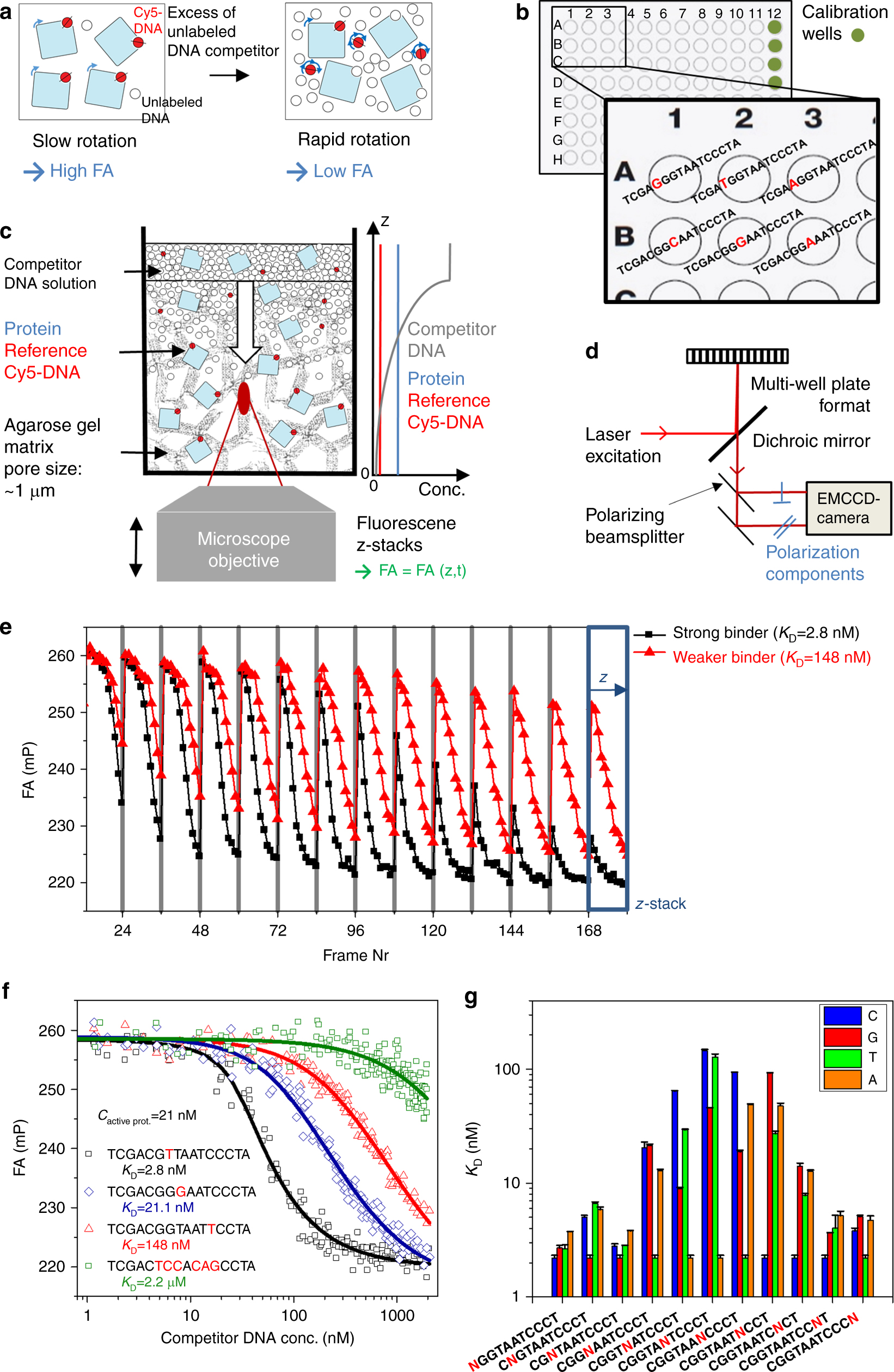 True equilibrium measurement of transcription factor-DNA binding affinities  using automated polarization microscopy | Nature Communications