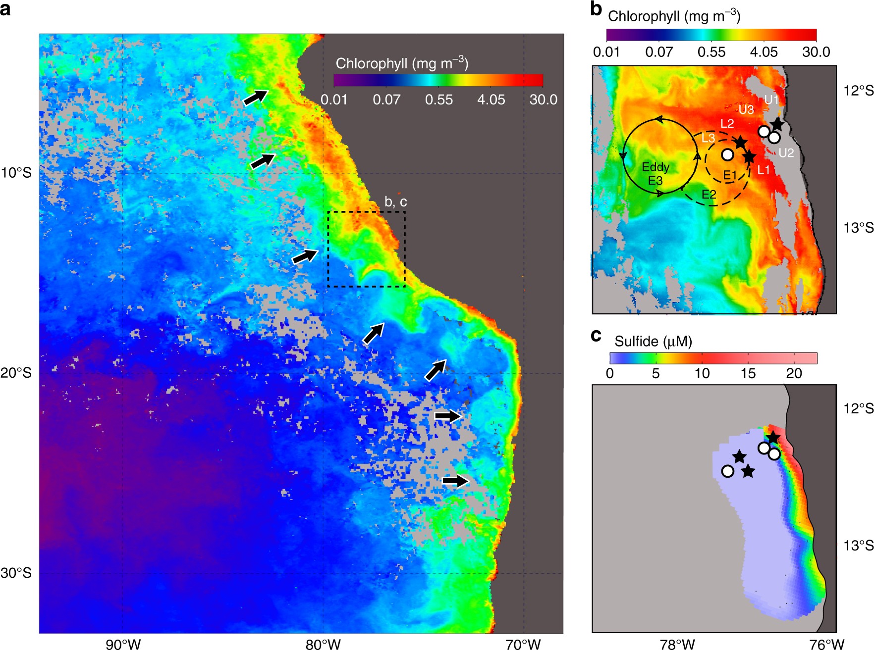 Station and mesoscale eddy location relative to near-surface chlorophyll a and maximum dissolved sulfide concentrations. a Monthly composite MODIS image (see Methods for source) showing near-surface chlorophyll concentrations for March 2013, where the arrows indicate cross-shelf advected filaments. b MODIS image of near-surface chlorophyll concentrations for 24 February 2013. The main water column sampling stations (U1, L1, and L2) are marked with black stars; additional stations with white circles. Times of station sampling are provided in Supplementary Table 1. Formation and propagation of the eddy westward occurring over time is indicated: E1 represents the initial eddy formation from 28 January to 3 February; E2 shows the expansion of the eddy (7–12 February 2013); and E3 is the location of the eddy when the image was taken (24 February 2013). c Maximum sulfide concentration reported for water masses with densities between 26.1 and 26.2 kg m−3