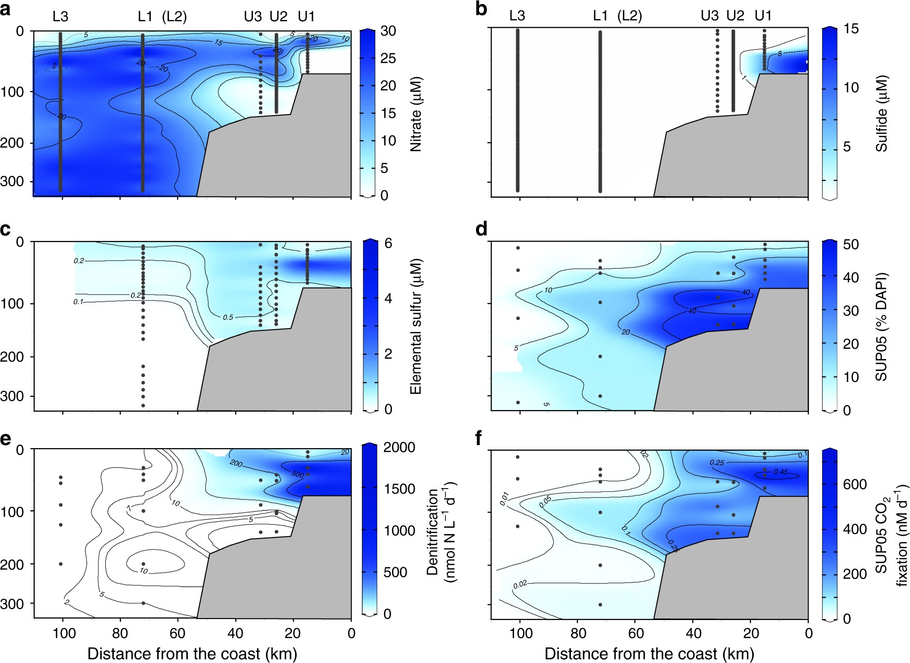 Distribution of concentrations, abundances, and bulk and single-cell activities in the Peru Upwelling OMZ as a function of distance from the coast. The composite plots show depth and cross-shelf distribution a nitrate, b dissolved sulfide, c elemental sulfur, d % total bacteria (DAPI) identified as SUP05, e bulk rates of denitrification, and f single-cell determined rates of CO2 fixed by SUP05 at the time of eddy-induced offshore transport of shelf waters. Note that station L2 (not included in composite) was located near station L1, but occupied 11 days later. Black dots indicate sample depths at each station included in the composite plots