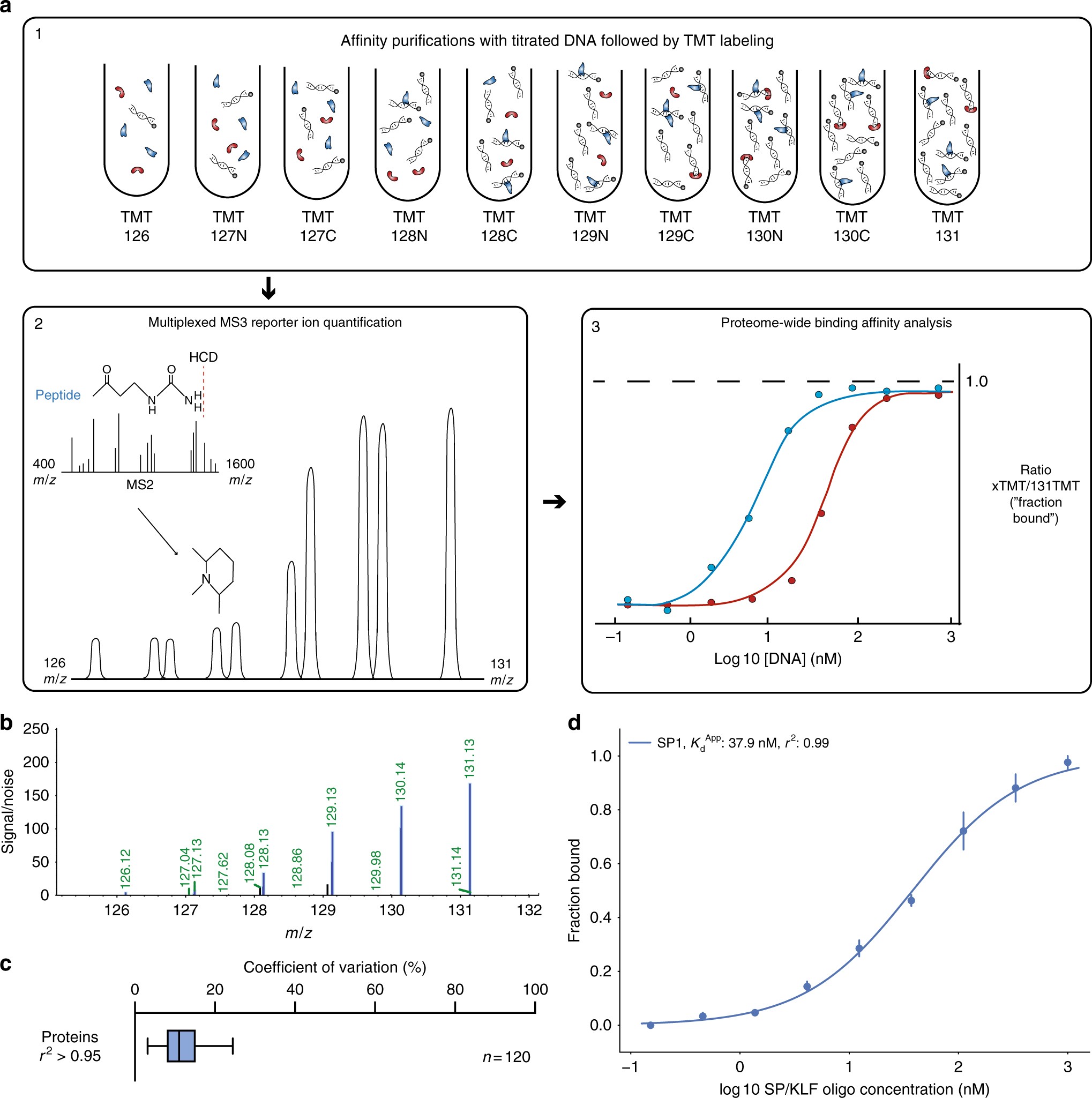 Global profiling of protein–DNA and protein–nucleosome binding affinities  using quantitative mass spectrometry | Nature Communications