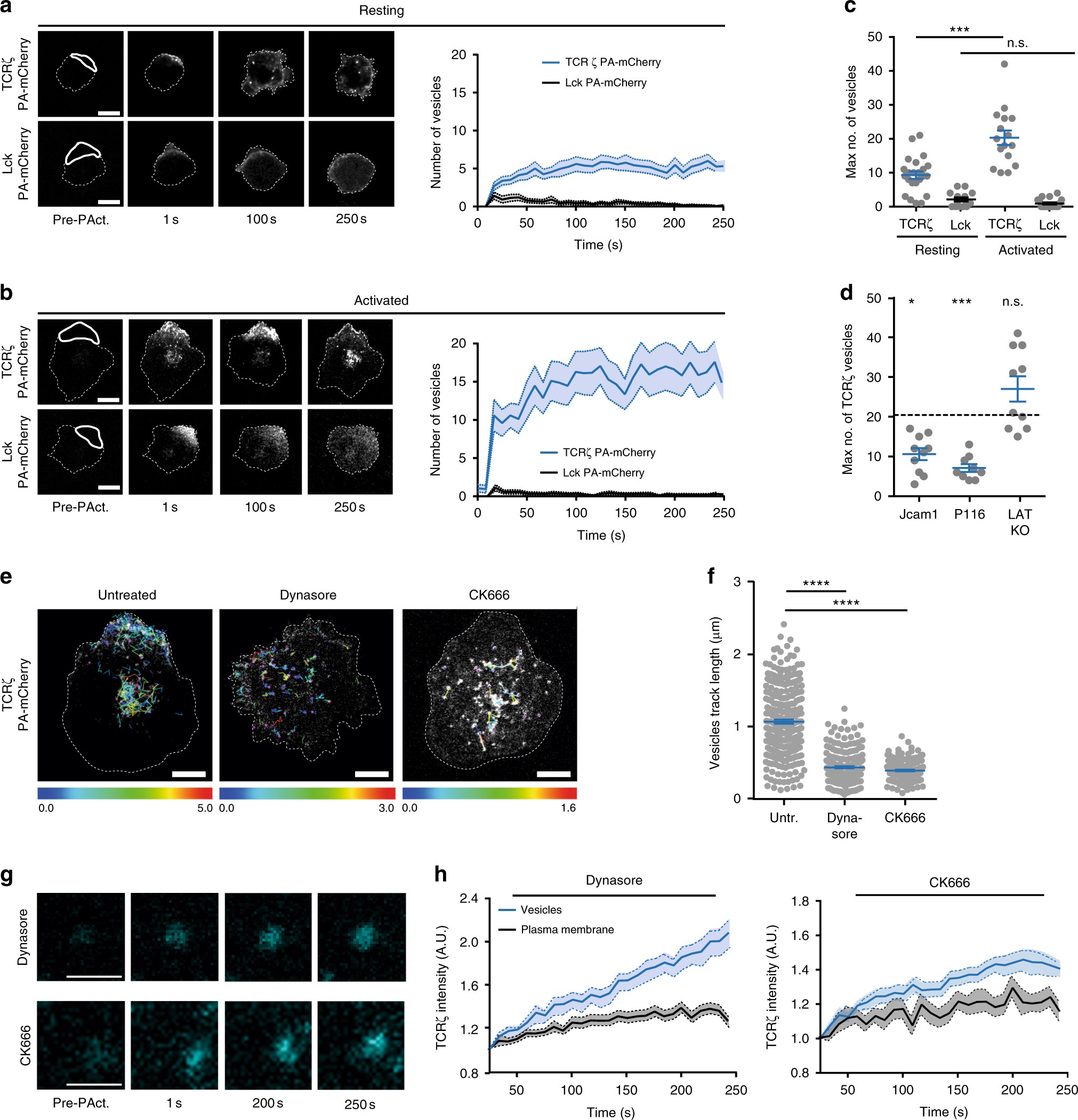 A Mobile Endocytic Network Connects Clathrin Independent Receptor A Mobile Endocytic Network Connects Clathrin Independent Receptor Endocytosis To Recycling And Promotes T Cell Activation Nature Communications