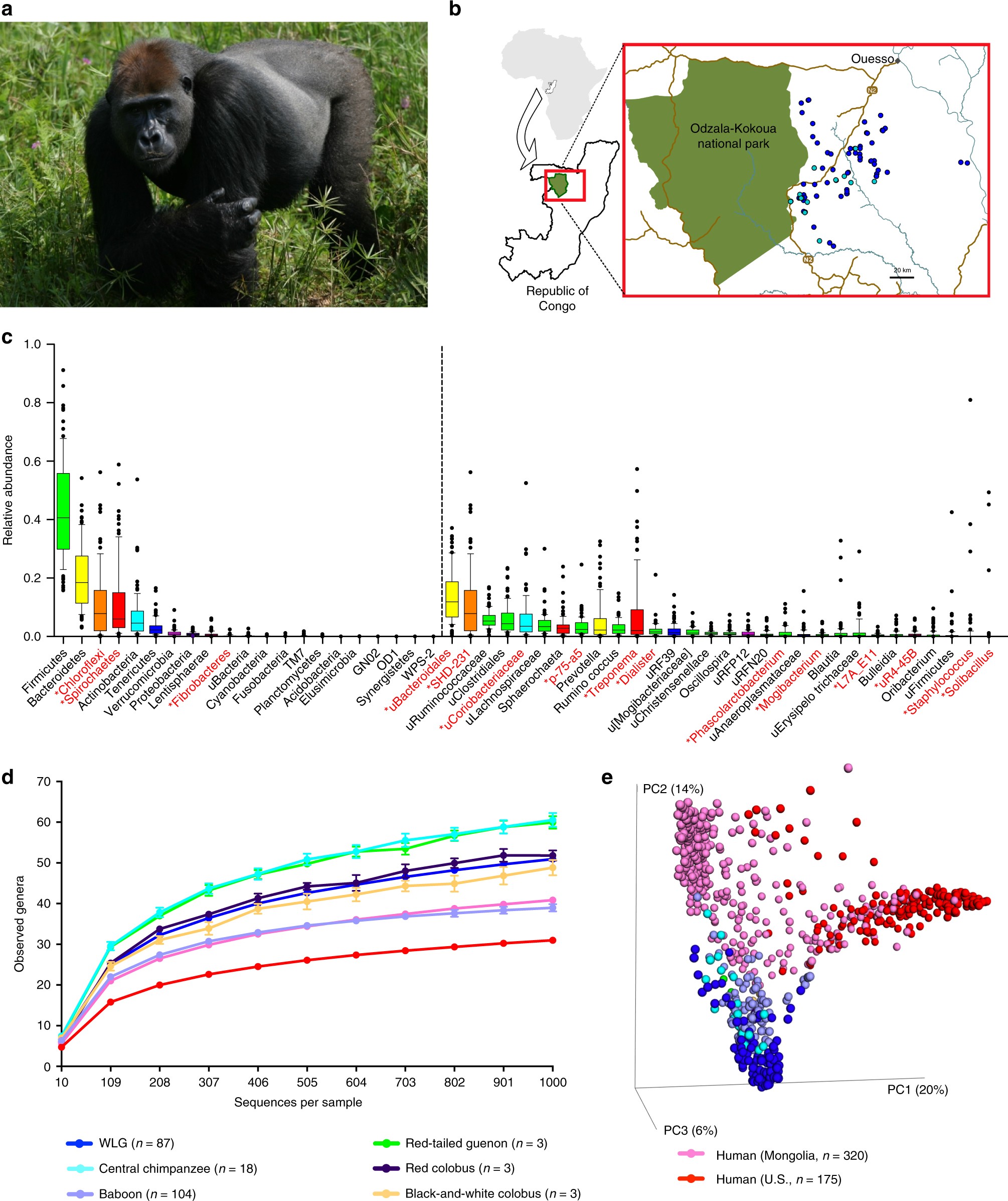 Gut microbiomes of wild great apes fluctuate seasonally in response to diet  | Nature Communications