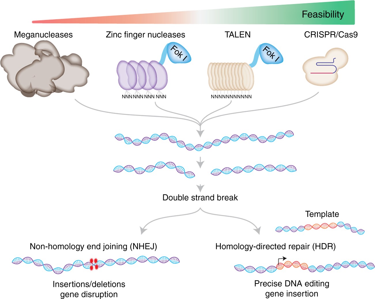 The CRISPR tool kit for genome editing and beyond | Nature Communications