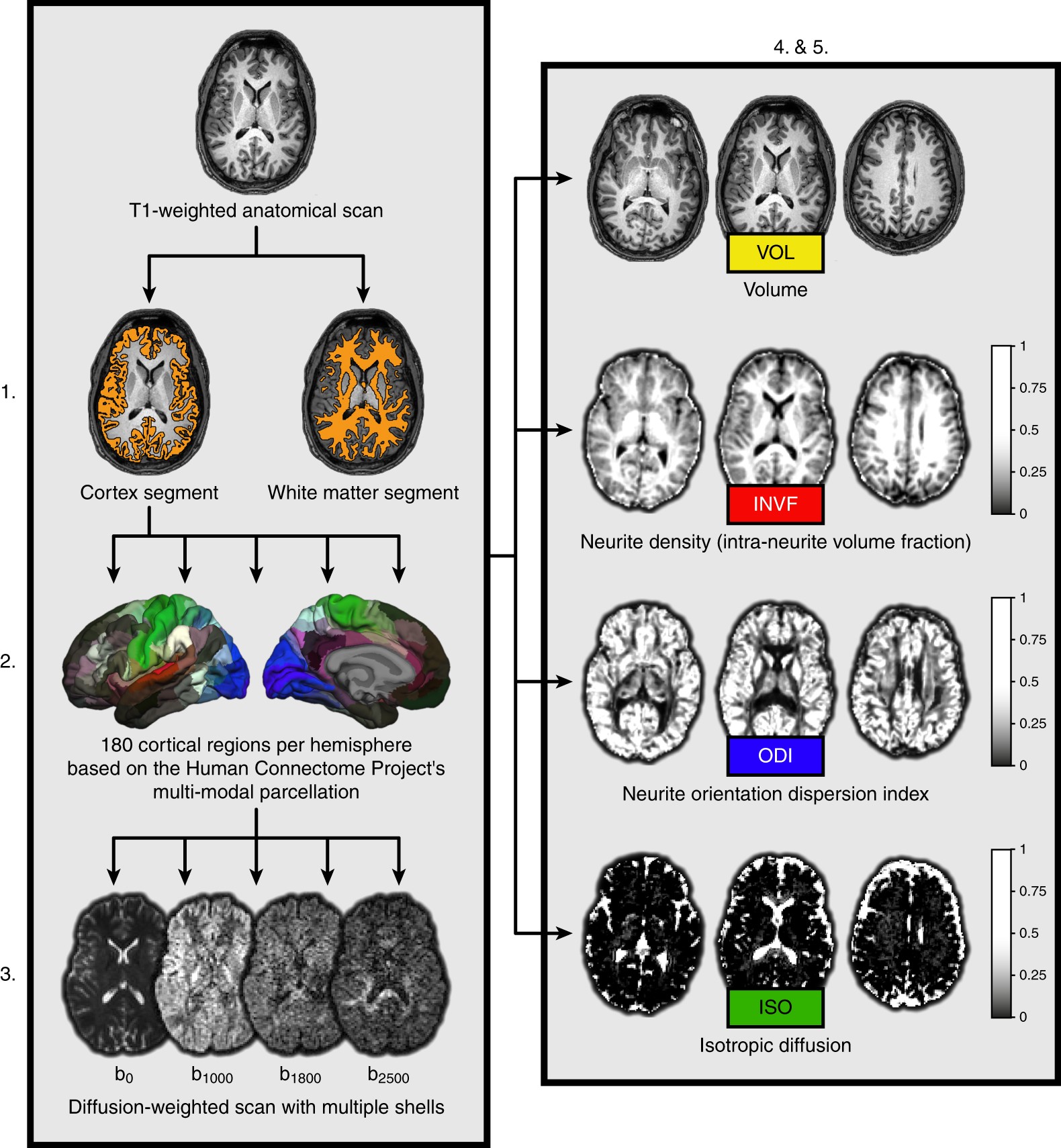 Diffusion markers of dendritic density and arborization in gray matter  predict differences in intelligence | Nature Communications