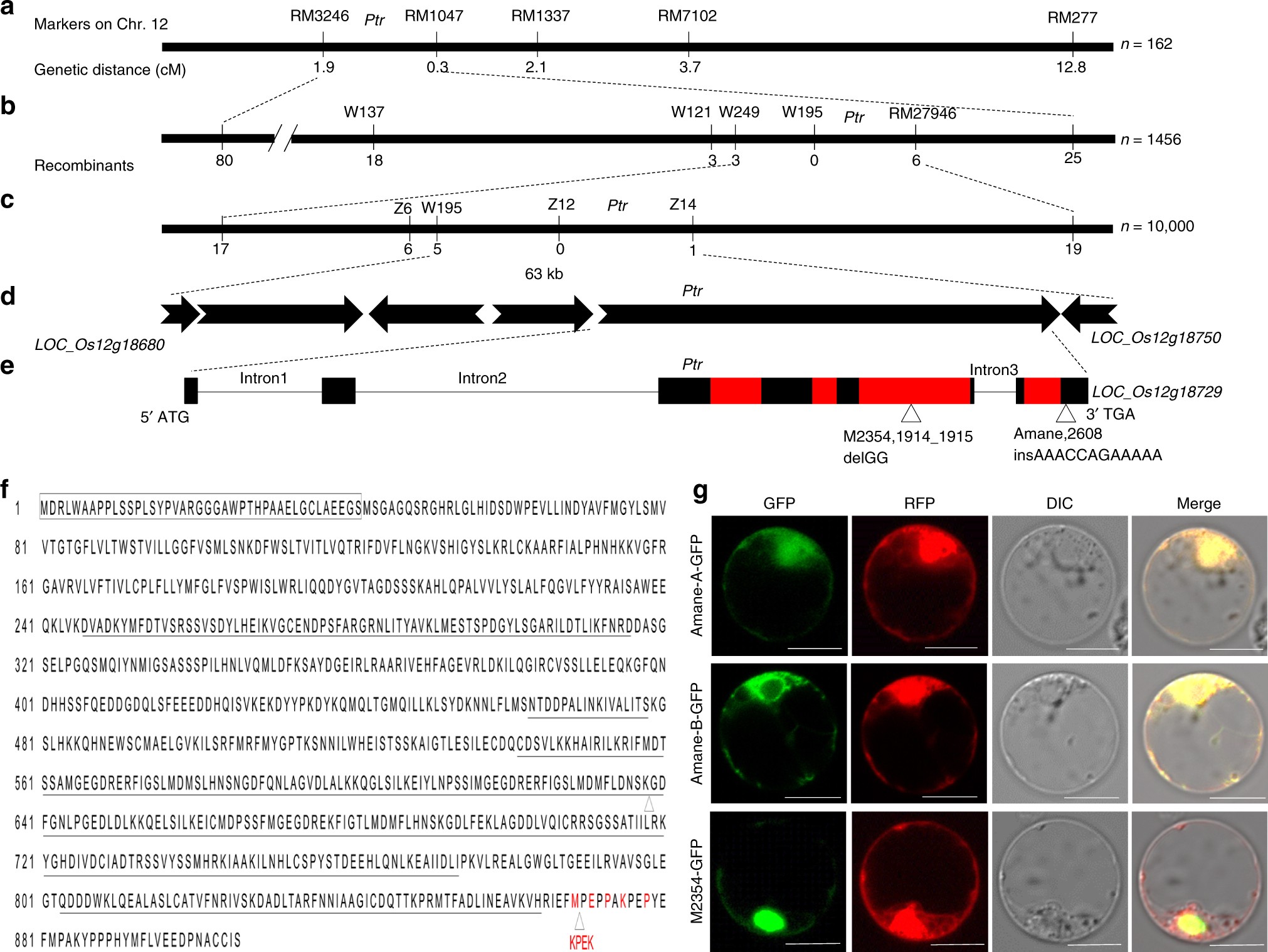 zbp1 gene bioedit zbp1 gene bioedit