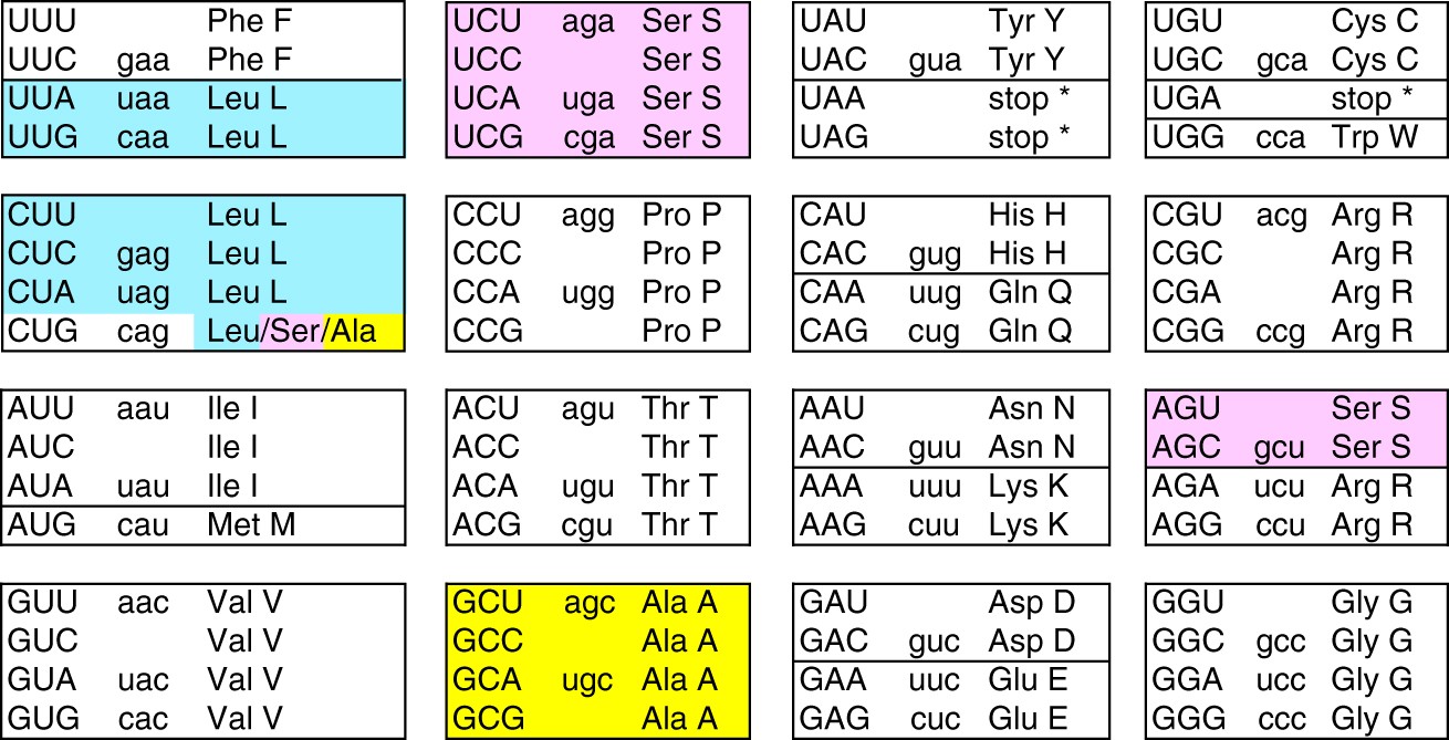 Гуа уац угц гца. Codon Evolution. Genetic code. Cag codon. The Вепри генетический код.