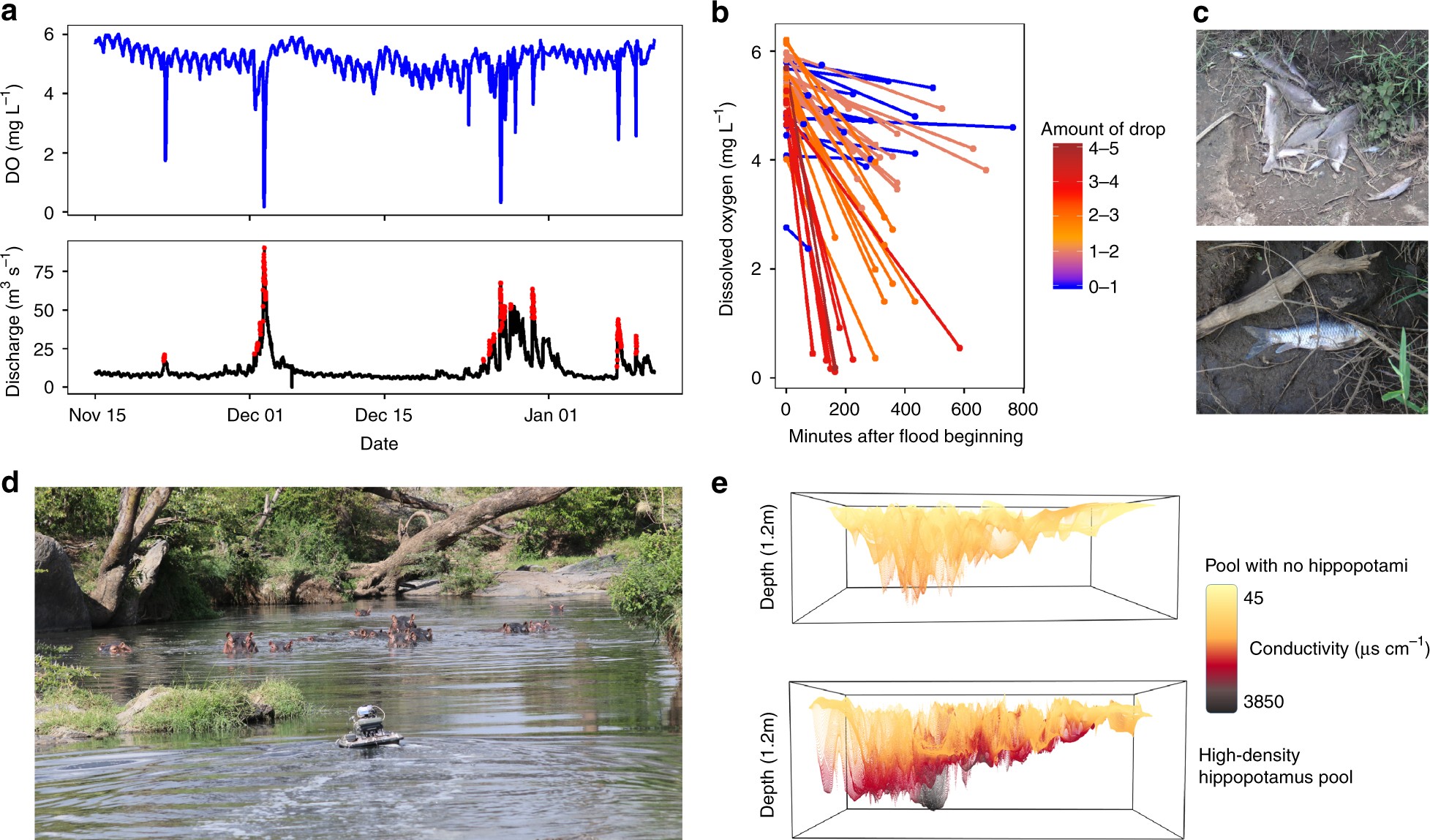 Organic matter loading by hippopotami causes subsidy overload resulting in  downstream hypoxia and fish kills | Nature Communications