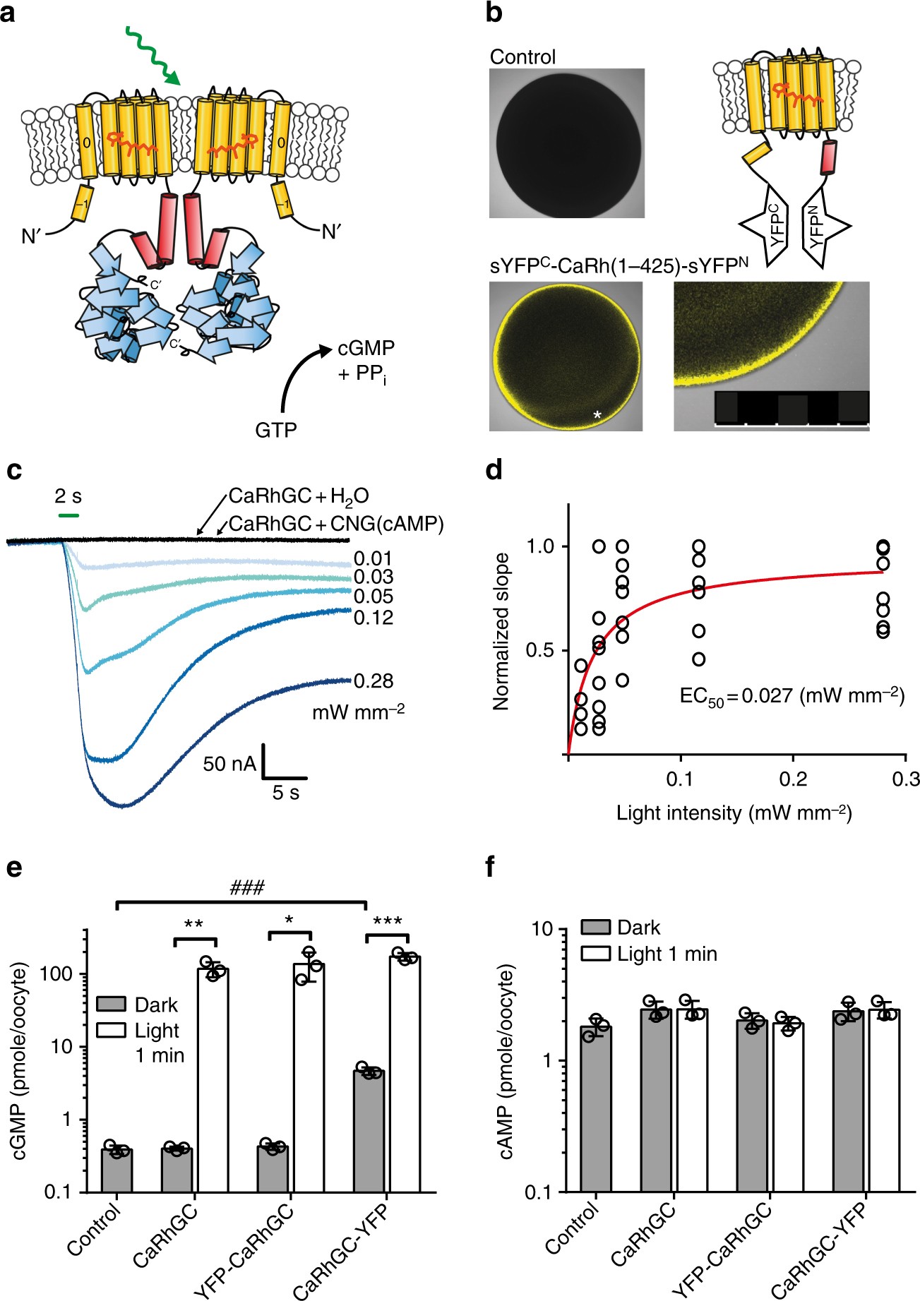 Rhodopsin Cyclases For Photocontrol Of Cgmp Camp And 2 3 A Structure Of The Adenylyl Cyclase Domain Nature Communications
