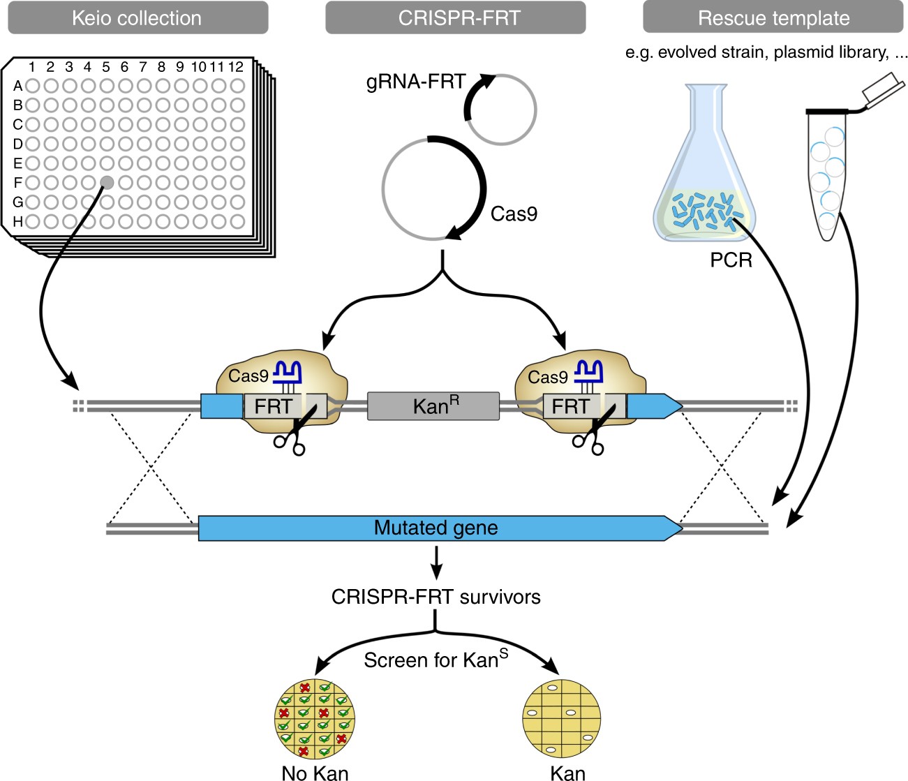 Crispr Frt Targets Shared Sites In A Knock Out Collection For Off The Shelf Genome Editing Nature Communications Crispr Frt Targets Shared Sites In A Knock Out Collection For Off The Shelf Genome Editing Nature Communications