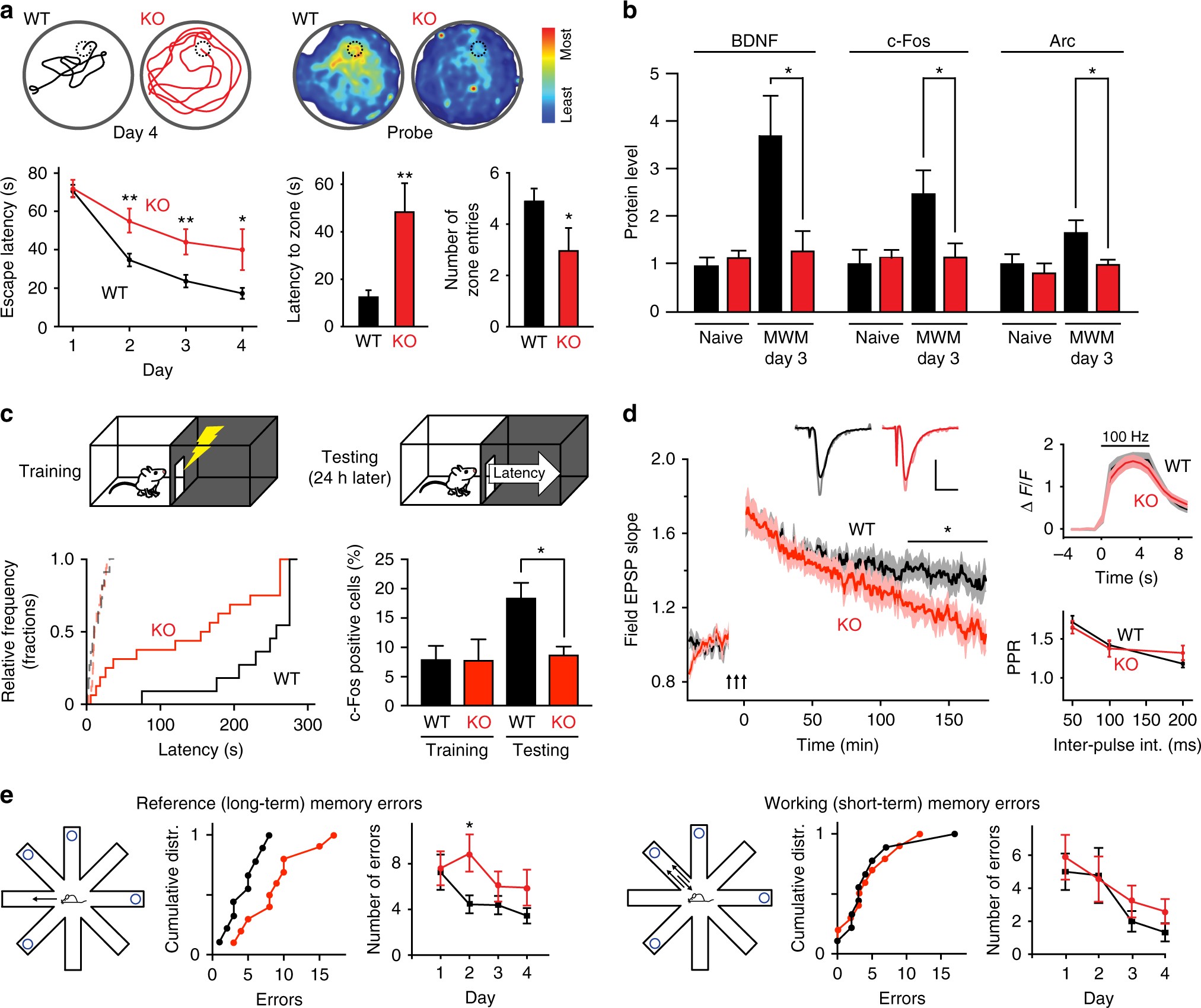 Calmodulin shuttling mediates cytonuclear signaling to trigger  experience-dependent transcription and memory | Nature Communications