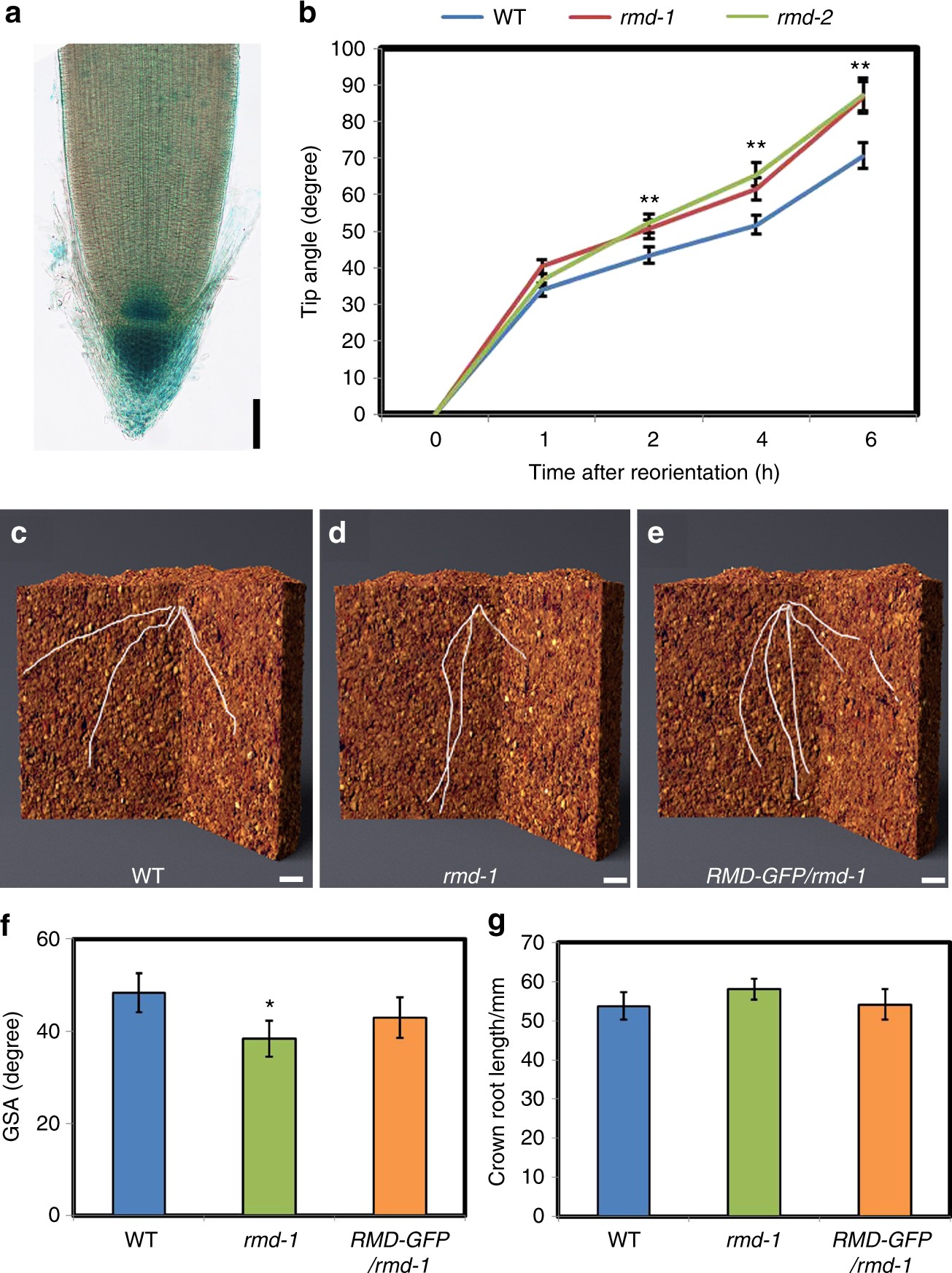 Rice Actin Binding Protein Rmd Controls Crown Root Angle In