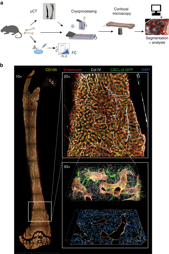 World wide Flatter Sideways Quantitative spatial analysis of haematopoiesis-regulating stromal cells in  the bone marrow microenvironment by 3D microscopy | Nature Communications