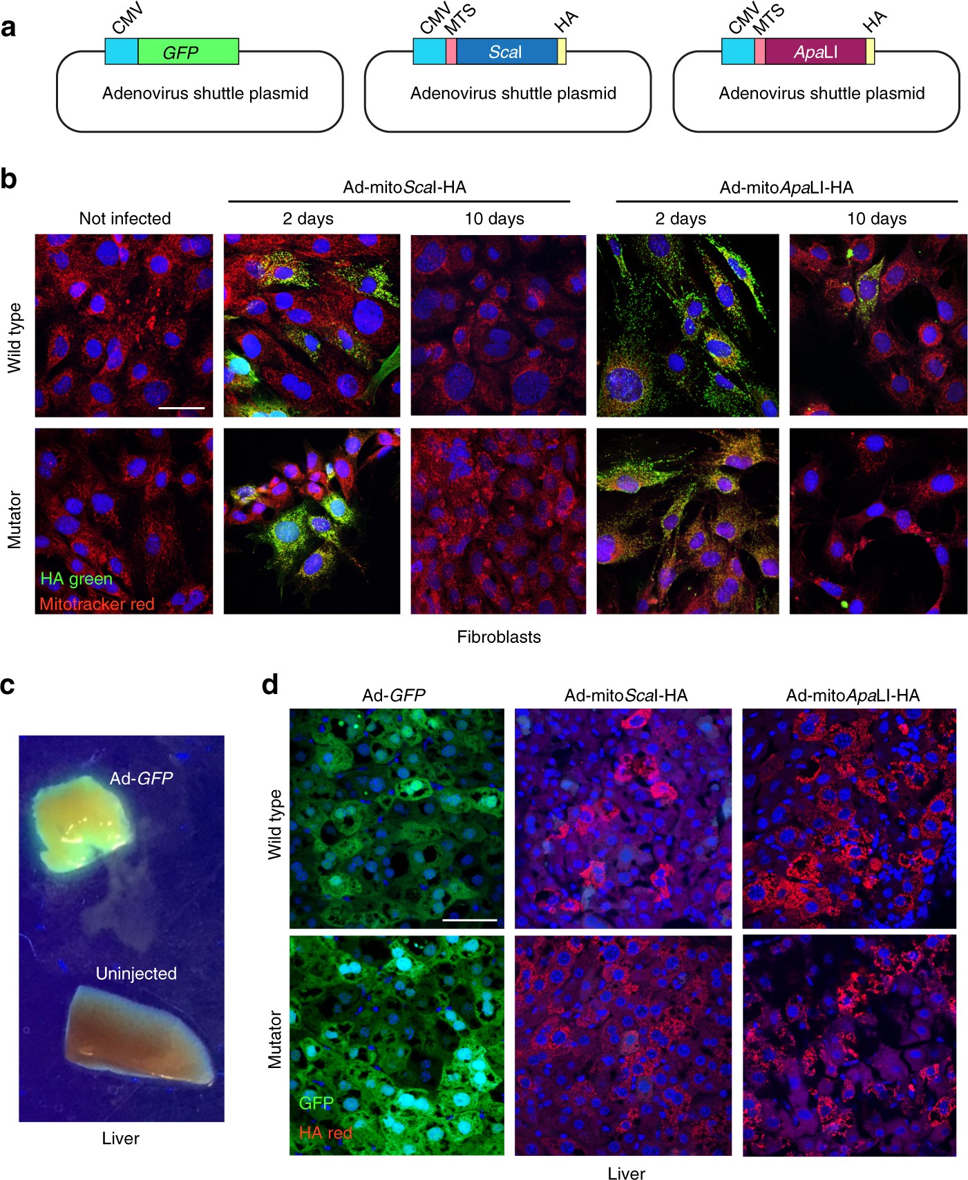 The Mitochondrial Dna Polymerase Gamma Degrades Linear Dna Fragments Precluding The Formation Of Deletions Nature Communications The Mitochondrial Dna Polymerase Gamma Degrades Linear Dna Fragments Precluding The Formation Of Deletions Nature Communications