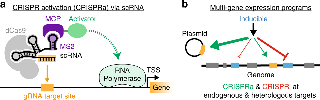 Synthetic CRISPR-Cas gene activators for transcriptional reprogramming in  bacteria | Nature Communications