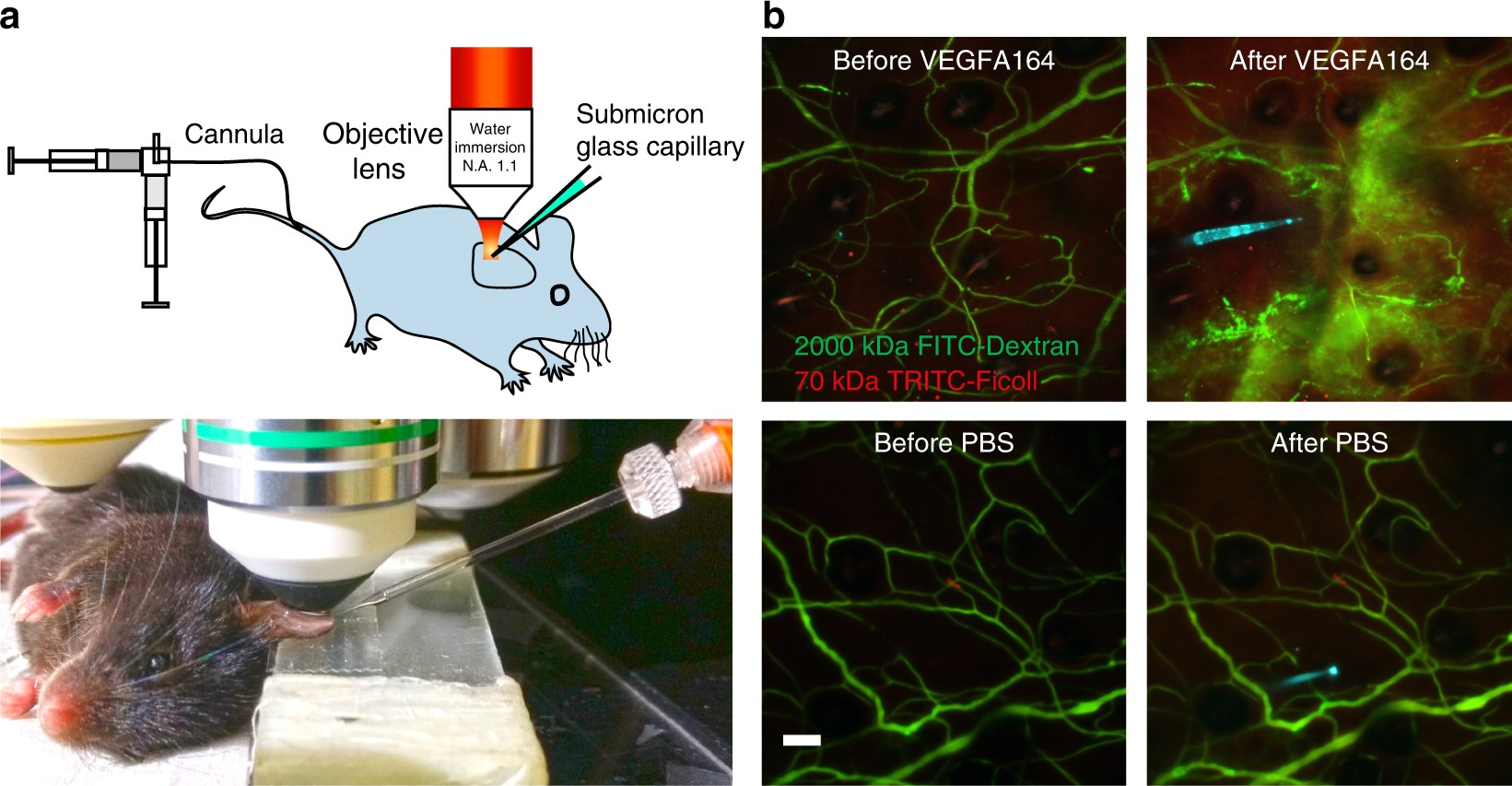 Intravital imaging-based analysis tools for vessel identification and  assessment of concurrent dynamic vascular events | Nature Communications