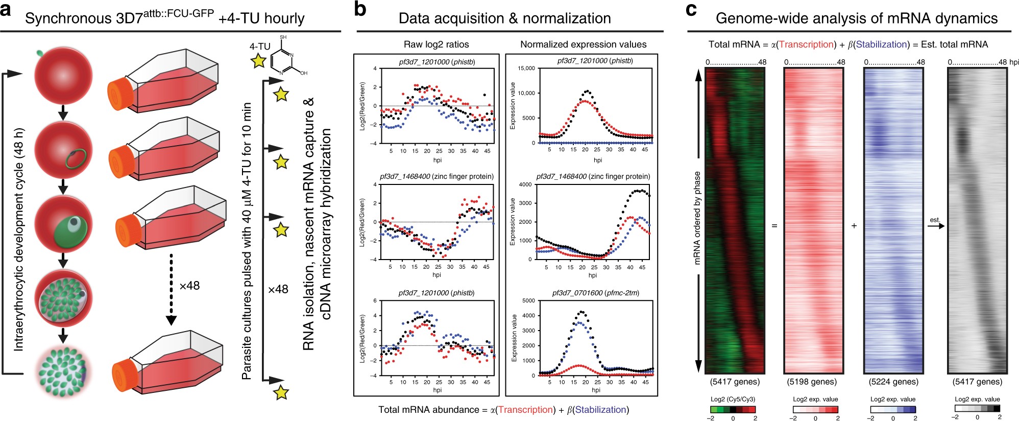 Genome-wide real-time in vivo transcriptional dynamics during Plasmodium  falciparum blood-stage development | Nature Communications