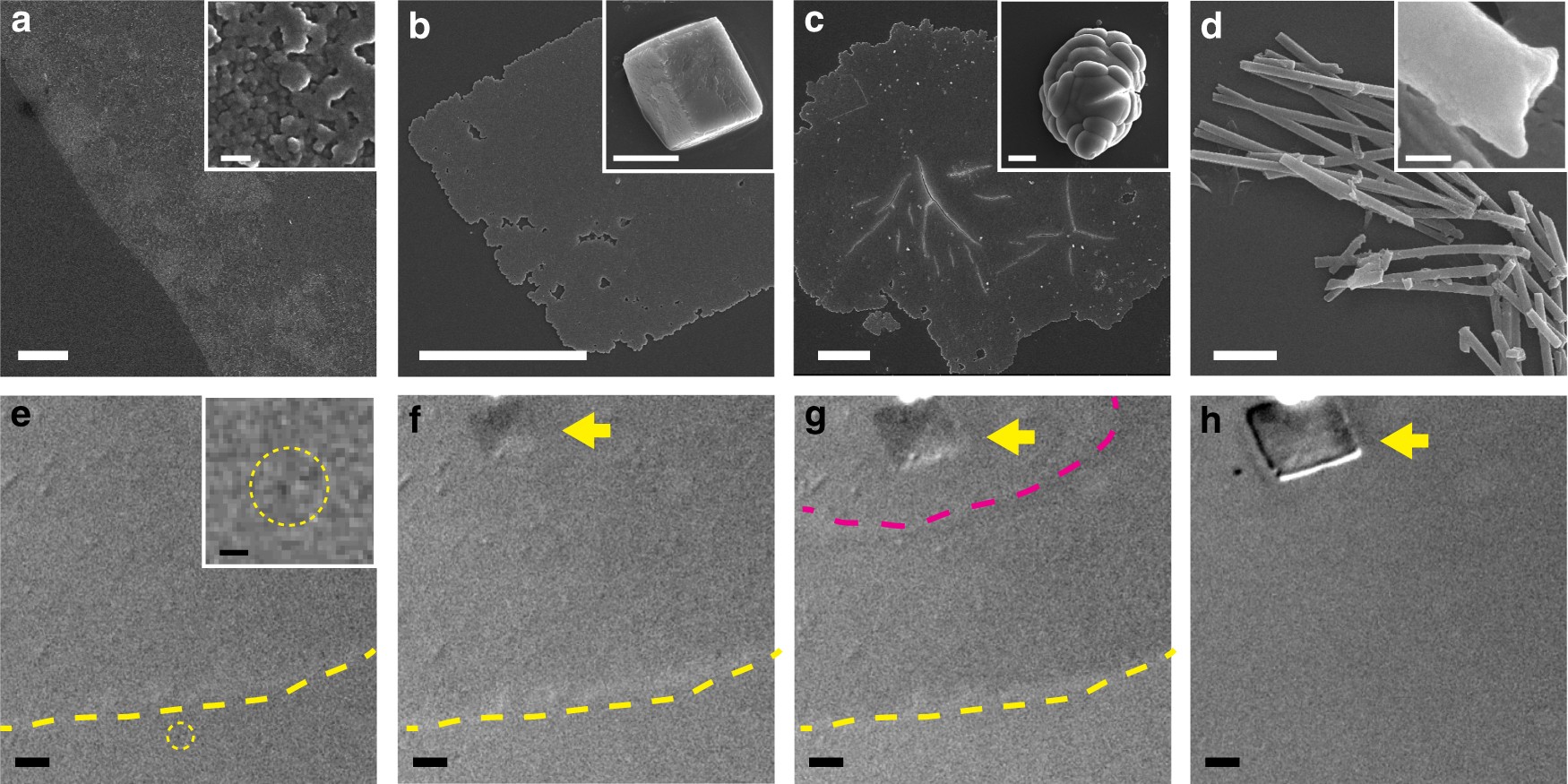 Microscopic Structure Of The Polymer Induced Liquid