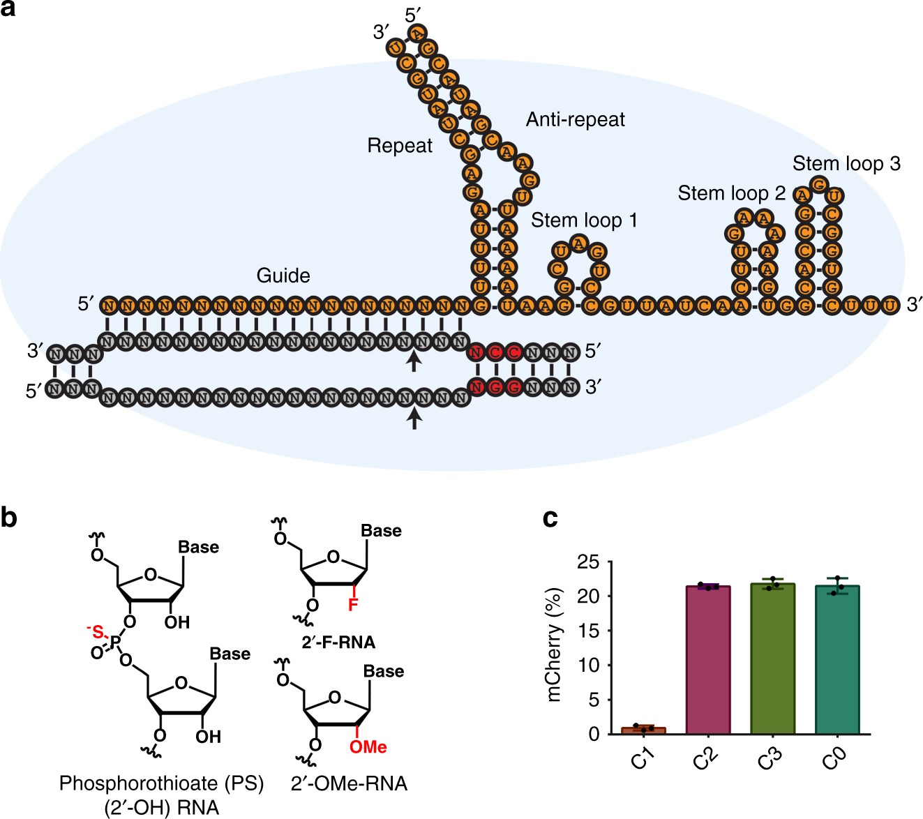 Heavily and fully modified RNAs guide efficient SpyCas9-mediated genome  editing | Nature Communications