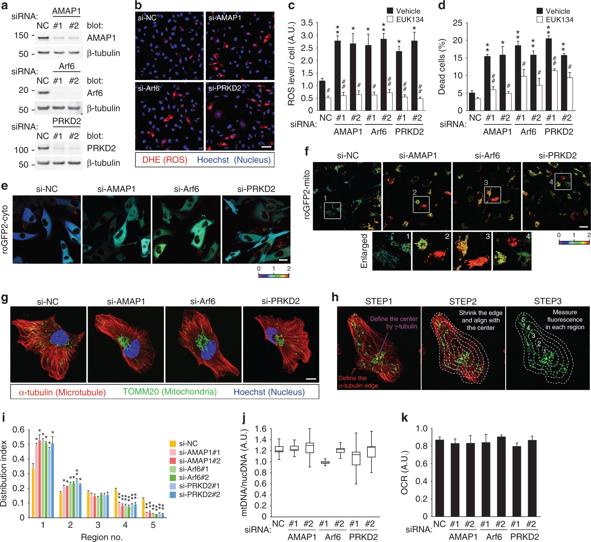 Impaired Recycling Of Mitochondria In >> Arf6 Driven Cell Invasion Is Intrinsically Linked To Trak1 Impaired Recycling Of Mitochondria In >> Arf6 Driven Cell Invasion Is Intrinsically Linked To Trak1