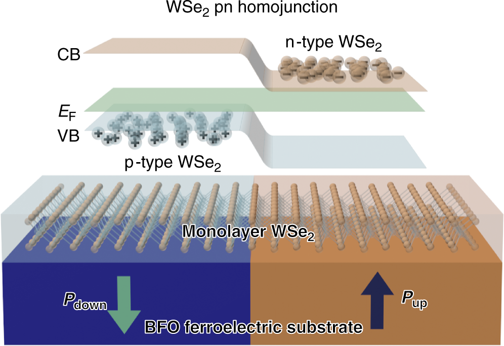 A gate-free monolayer WSe2 pn diode  Nature Communications