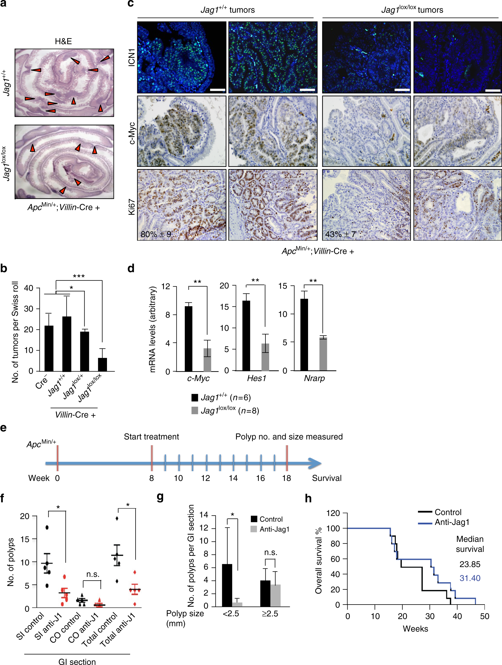 Manic Fringe deficiency imposes Jagged1 addiction to intestinal tumor cells  | Nature Communications