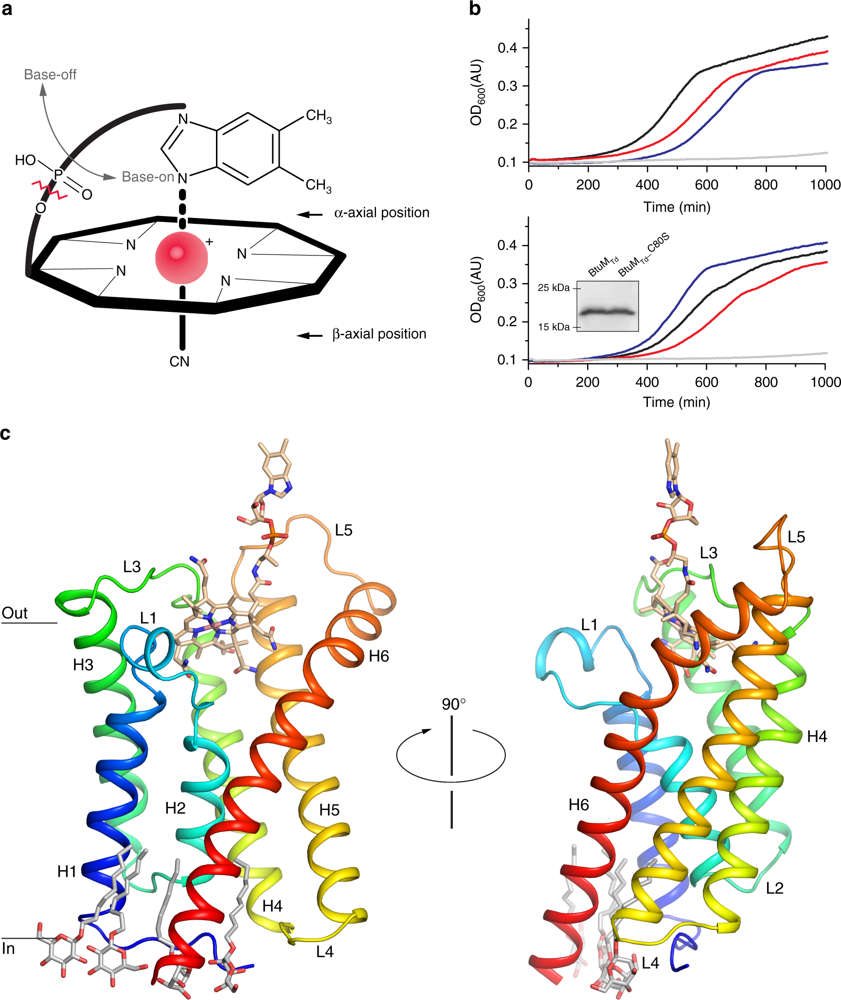Cysteine-mediated decyanation of vitamin B12 by the predicted membrane  transporter BtuM | Nature Communications