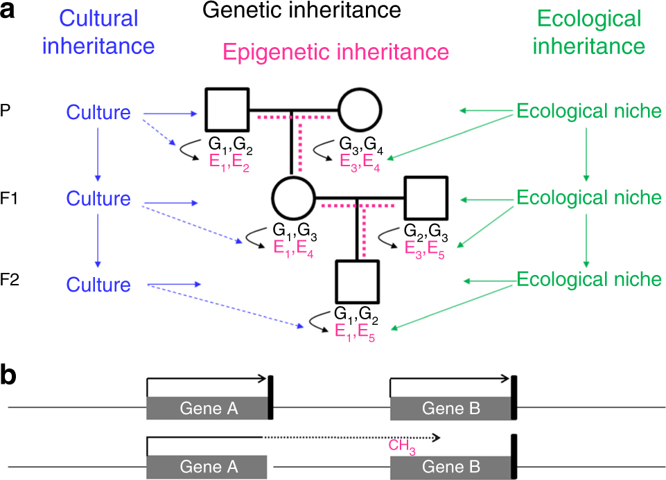 Transgenerational Epigenetic >> A Critical View On Transgenerational Epigenetic Inheritance In Transgenerational Epigenetic >> A Critical View On Transgenerational Epigenetic Inheritance In