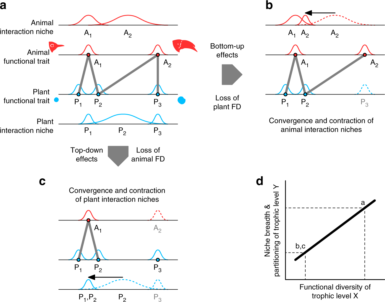 Plant and animal functional diversity drive mutualistic network assembly  across an elevational gradient | Nature Communications