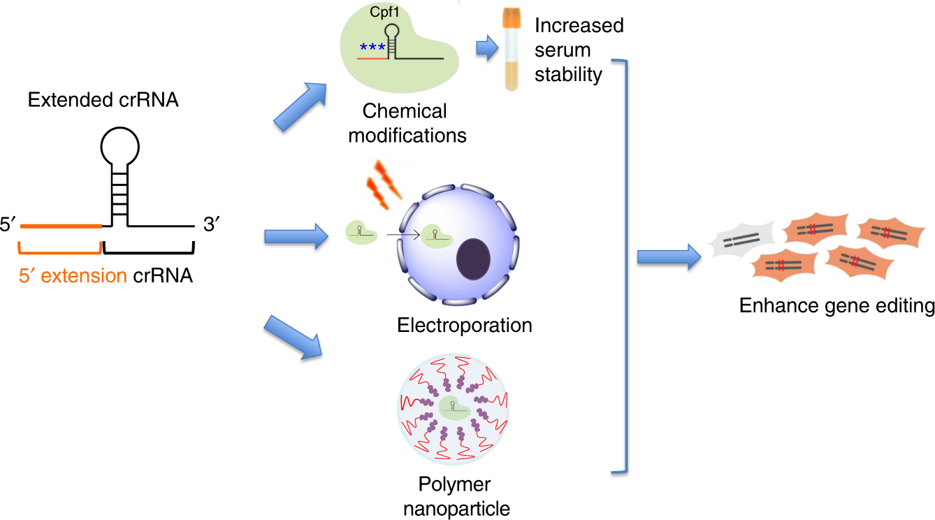 extension of the crrna enhances cpf1 gene editing in vitro and in